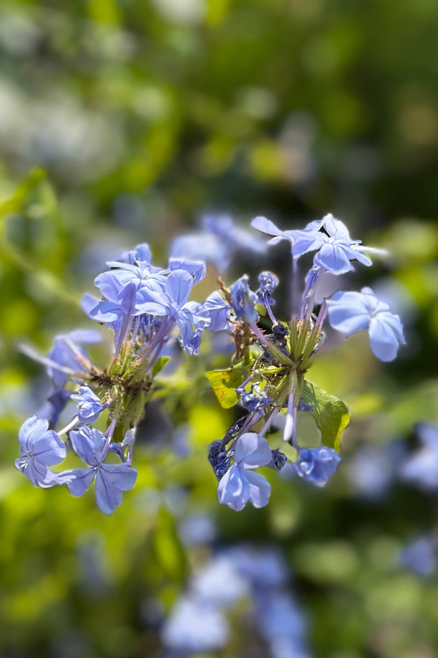 Blue Plumbago flowers up close the middle of June ©Sprout Home