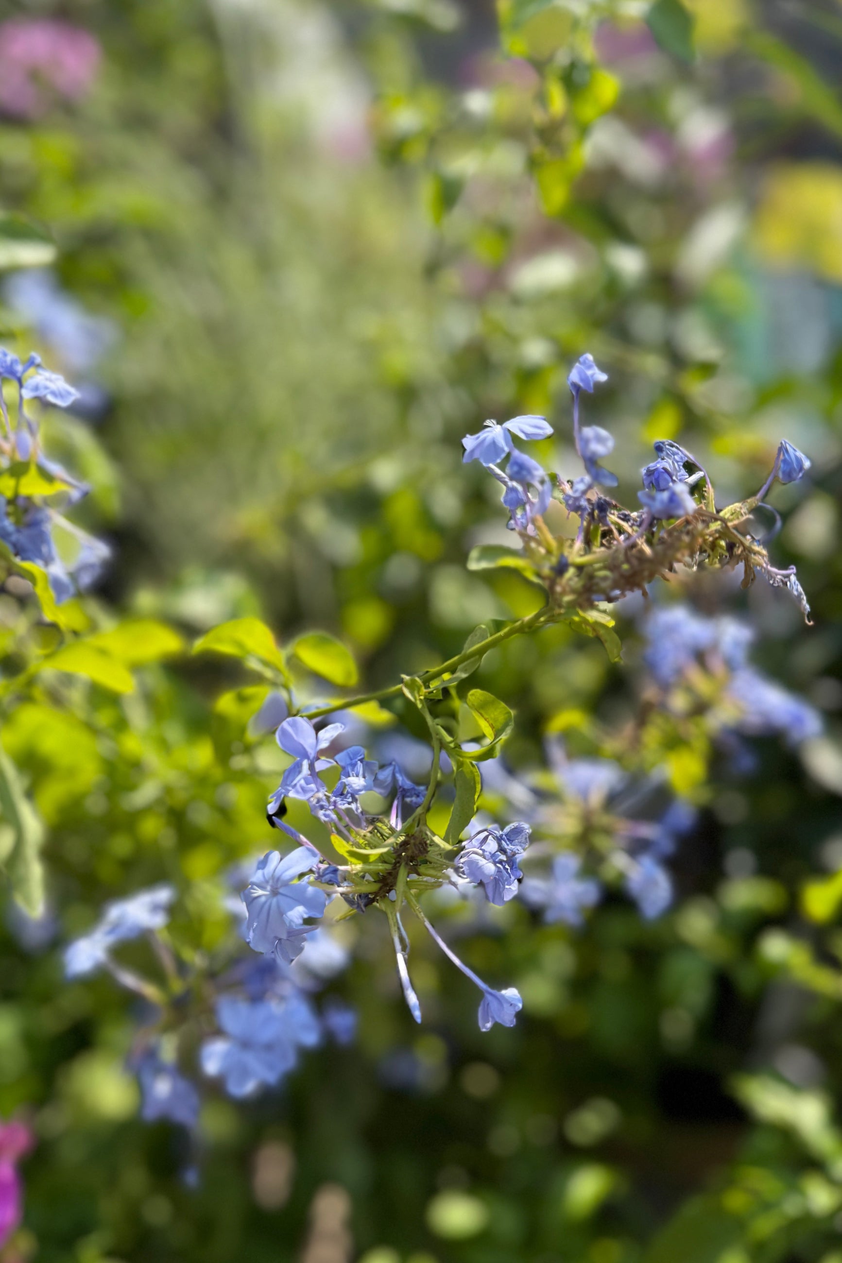 Blue Plumbago flowers up close the middle of June ©Sprout Home