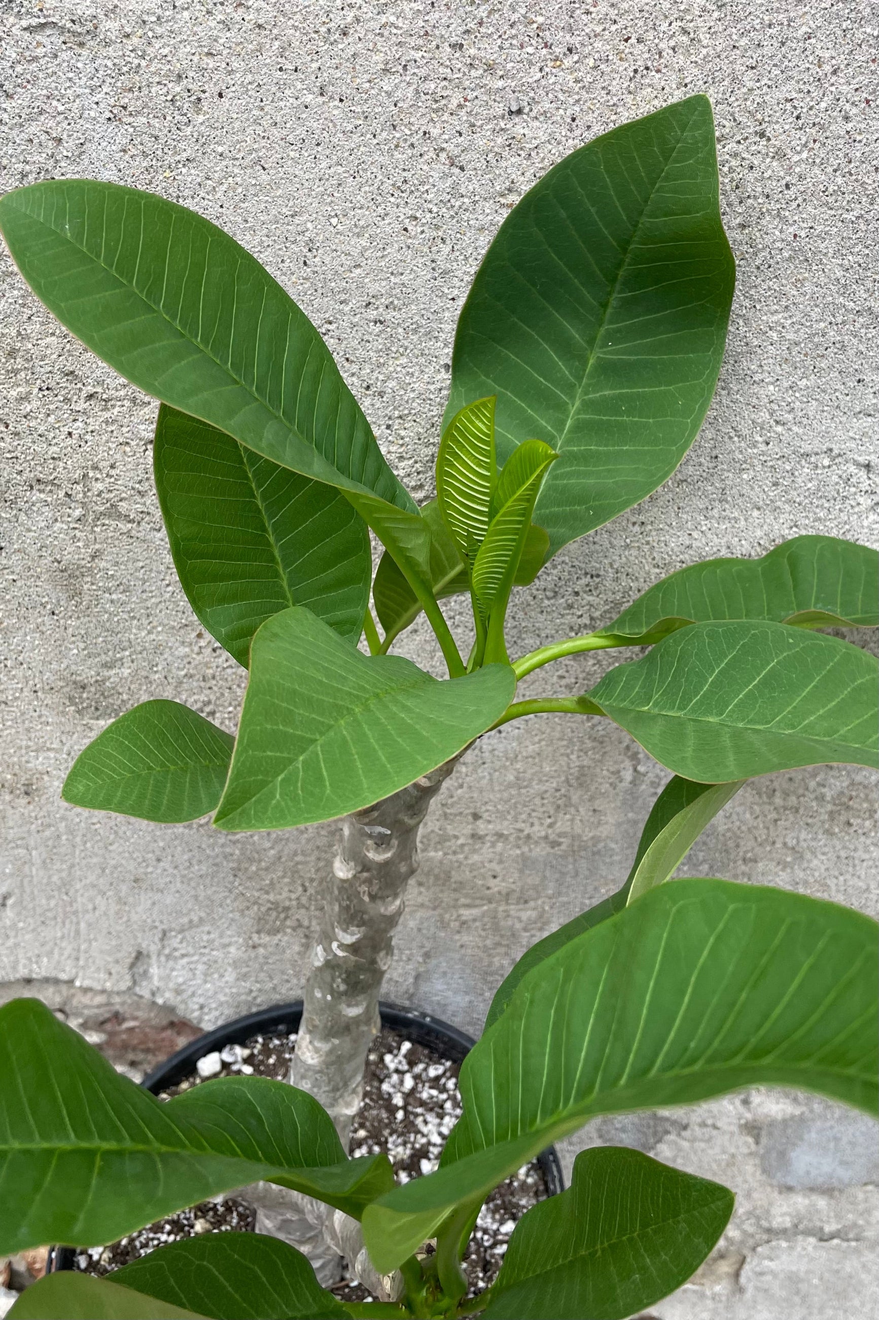 Detail shot of the green leaves of the Plumeria plant ©Sprout Home