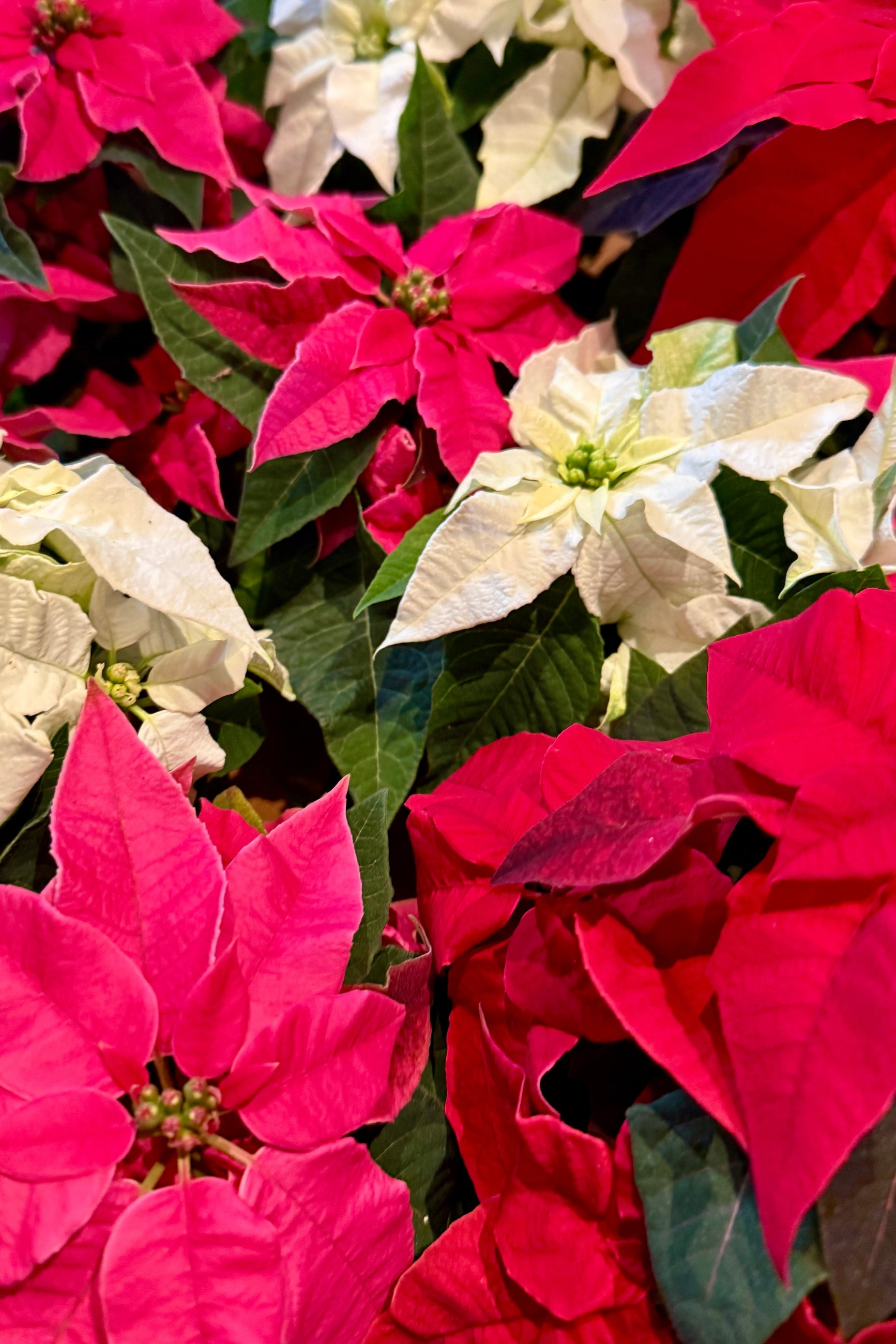 Close-up of red, pink, and white
Princettia" poinsettia flowers with green leaves. ©Sprout Home