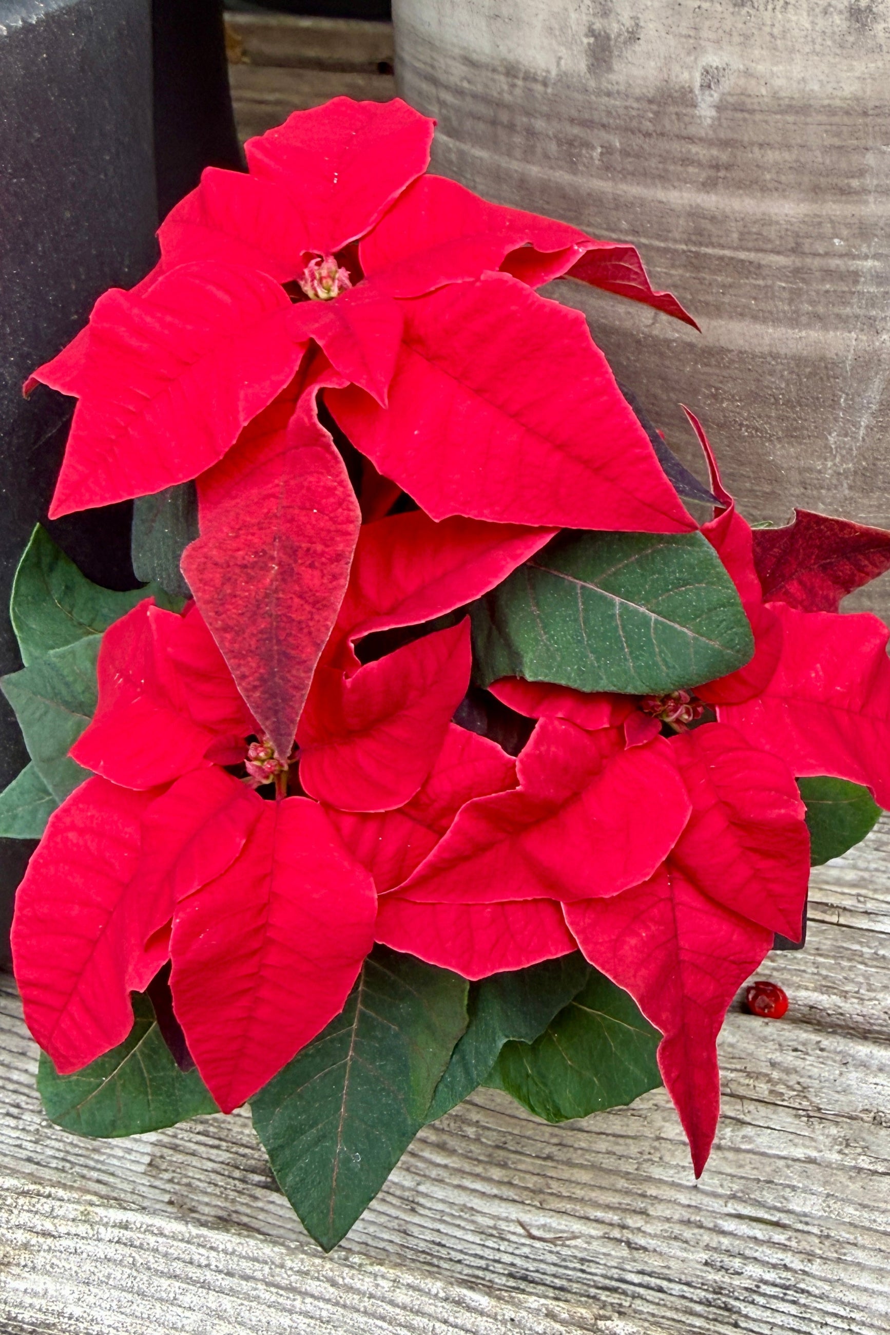 Red poinsettia plant, part of the Princettia collection, on a wooden surface ©Sprout Home