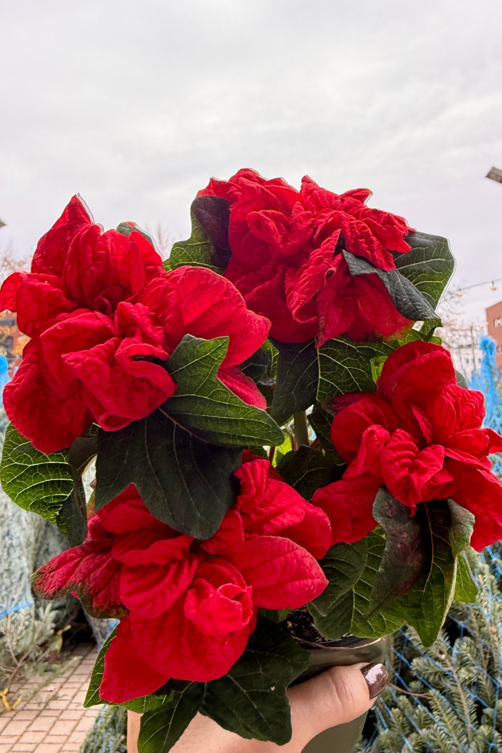 Close-up of red crinkle poinsettia plants with green leaves against a blurred background ©Sprout Home
