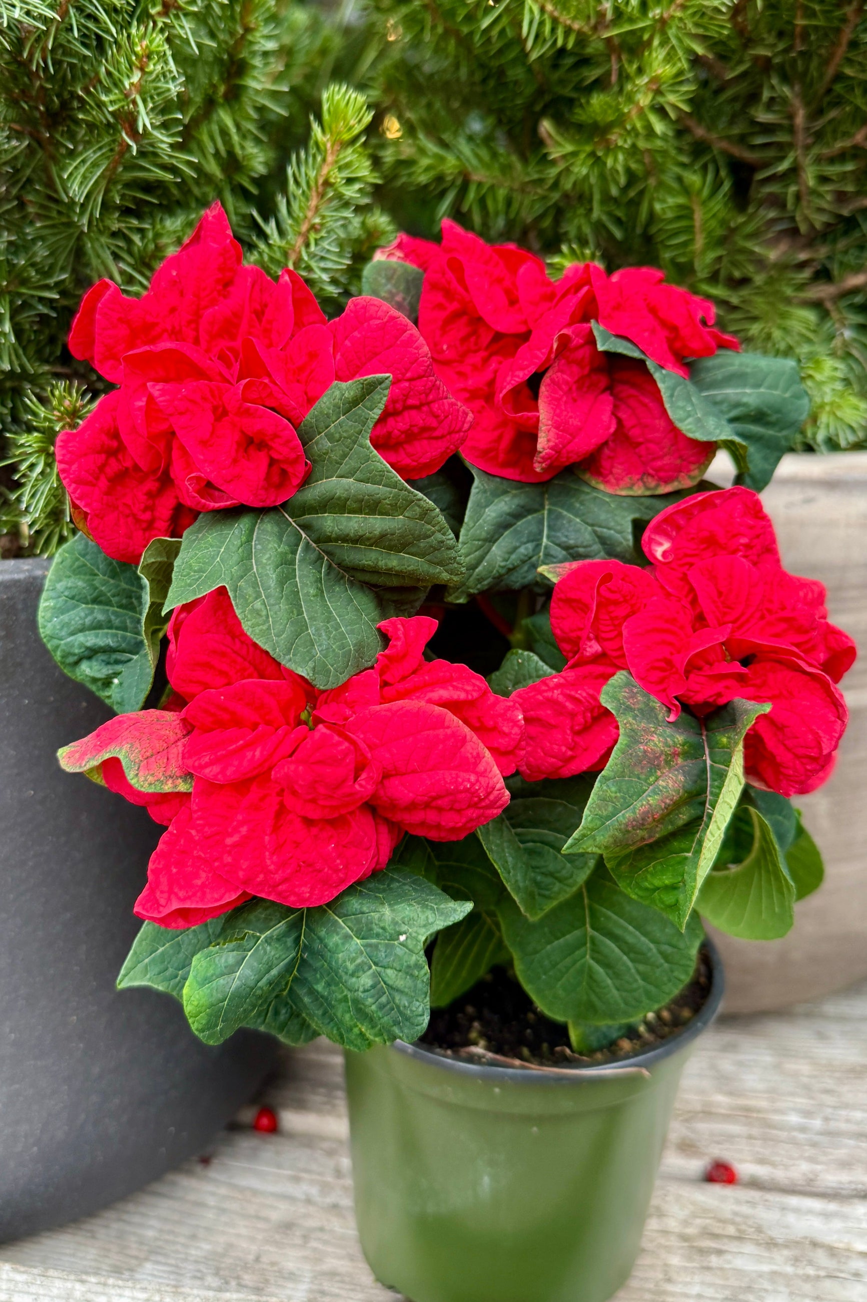 Potted poinsettia plant with red flowers and green leaves on a wooden surface. ©Sprout Home