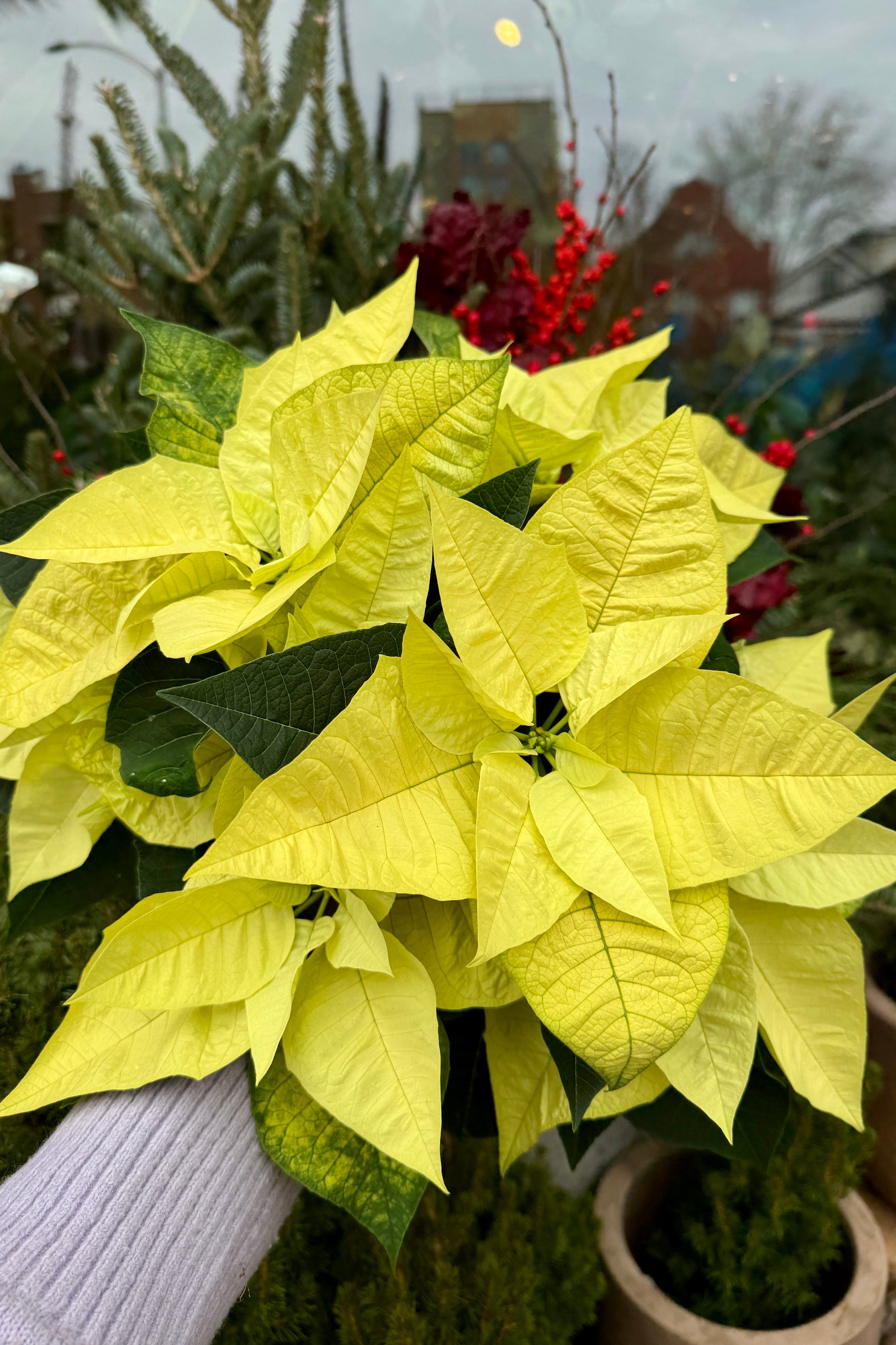 Light Yellow Poinsettia being held in hand facing the camera ©Sprout Home