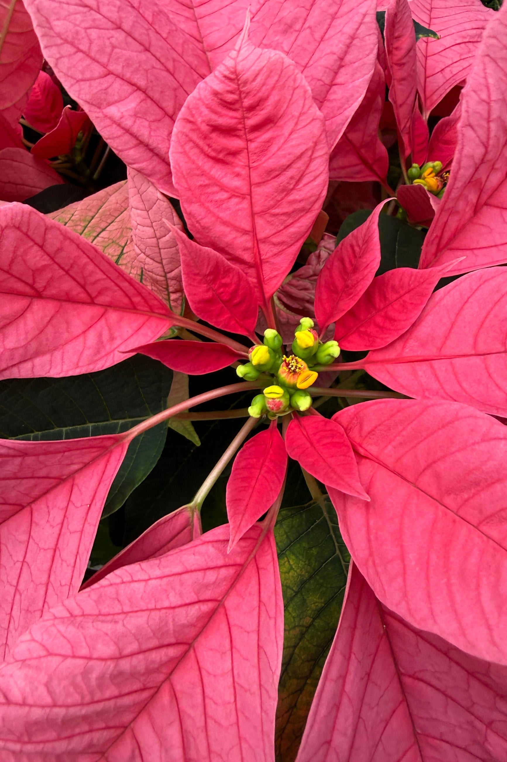 Close-up of a poinsettia plant with bright pink leaves and small yellow flowers. ©Sprout Home