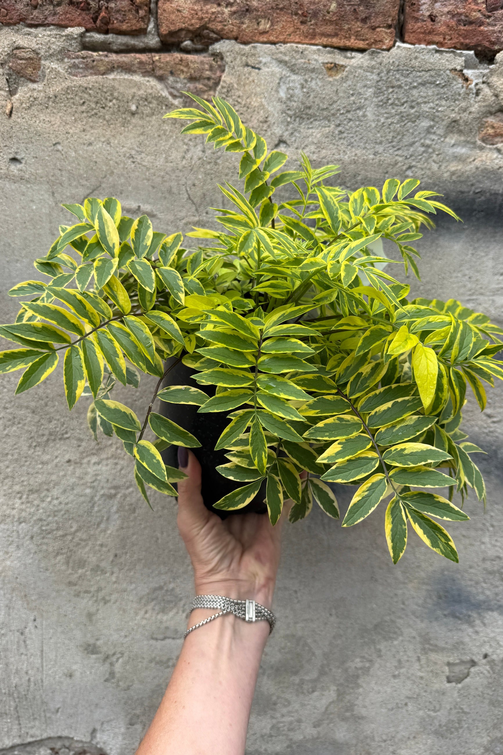 Hand holding a potted Polemonium p, 'Golden Feathers' plant with variegated leaves against a stone wall the middle of June ©Sprout Home
