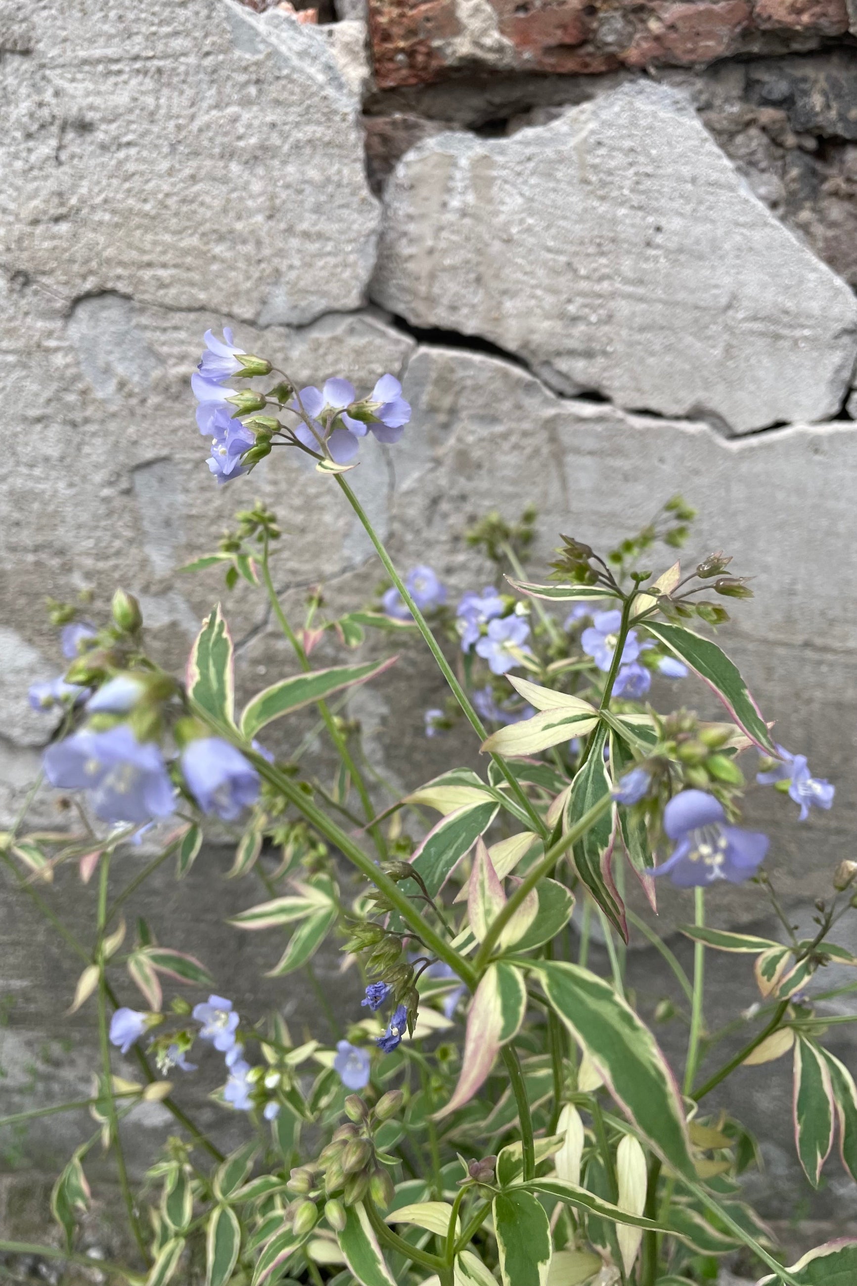 Close up picture of the light blue flowers and green & cream variegated foliage of the Polemonium 'Stairway to Heaven' the middle of May. ©Sprout Home