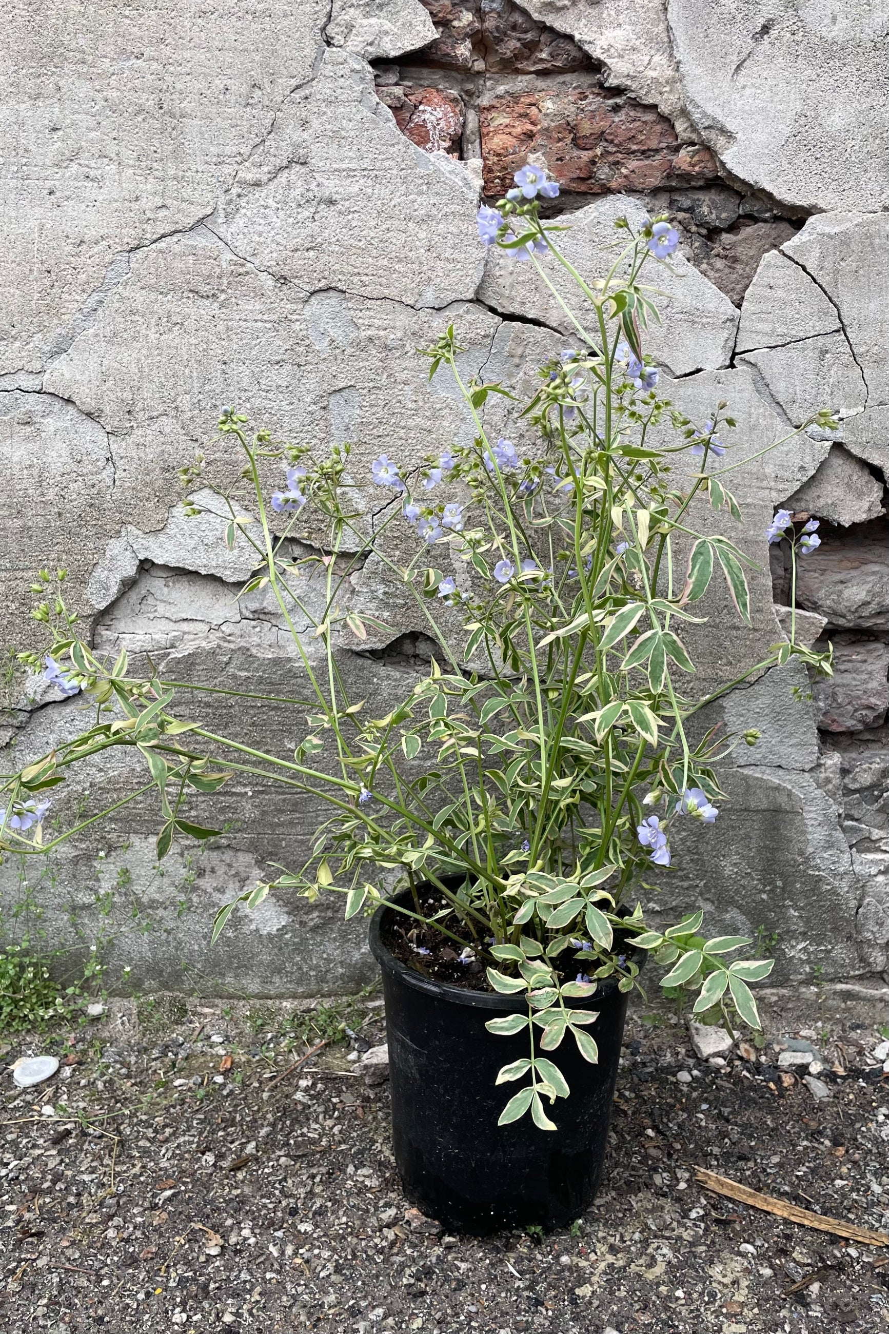 Polemonium 'Stairway to Heaven' in a #1 pot the middle of May blooming with its light blue flowers floating above the variegated green and cream foliage. ©Sprout Home