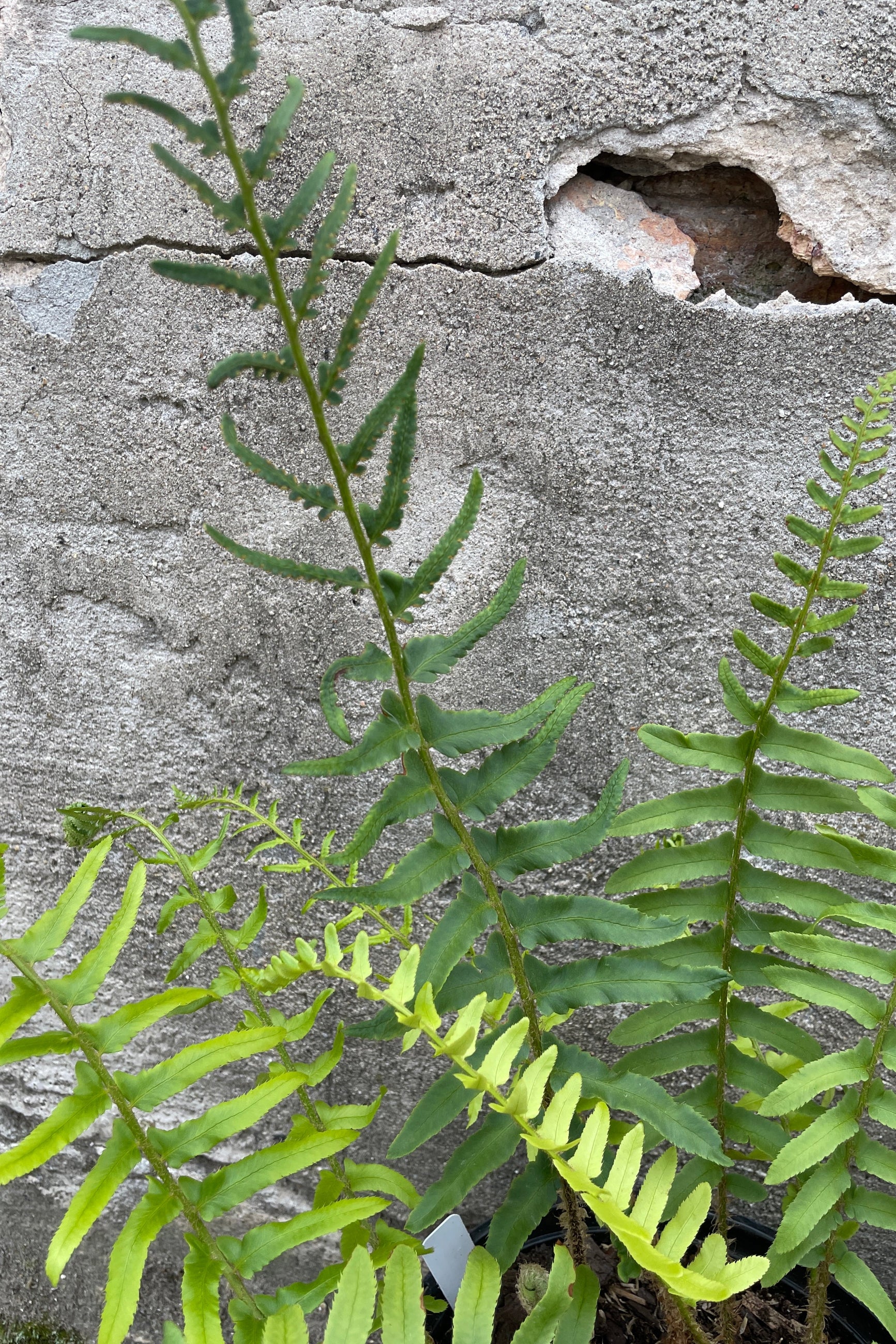 A close up picture of the thick green fronds of the Christmas fern the end of May ©Sprout Home