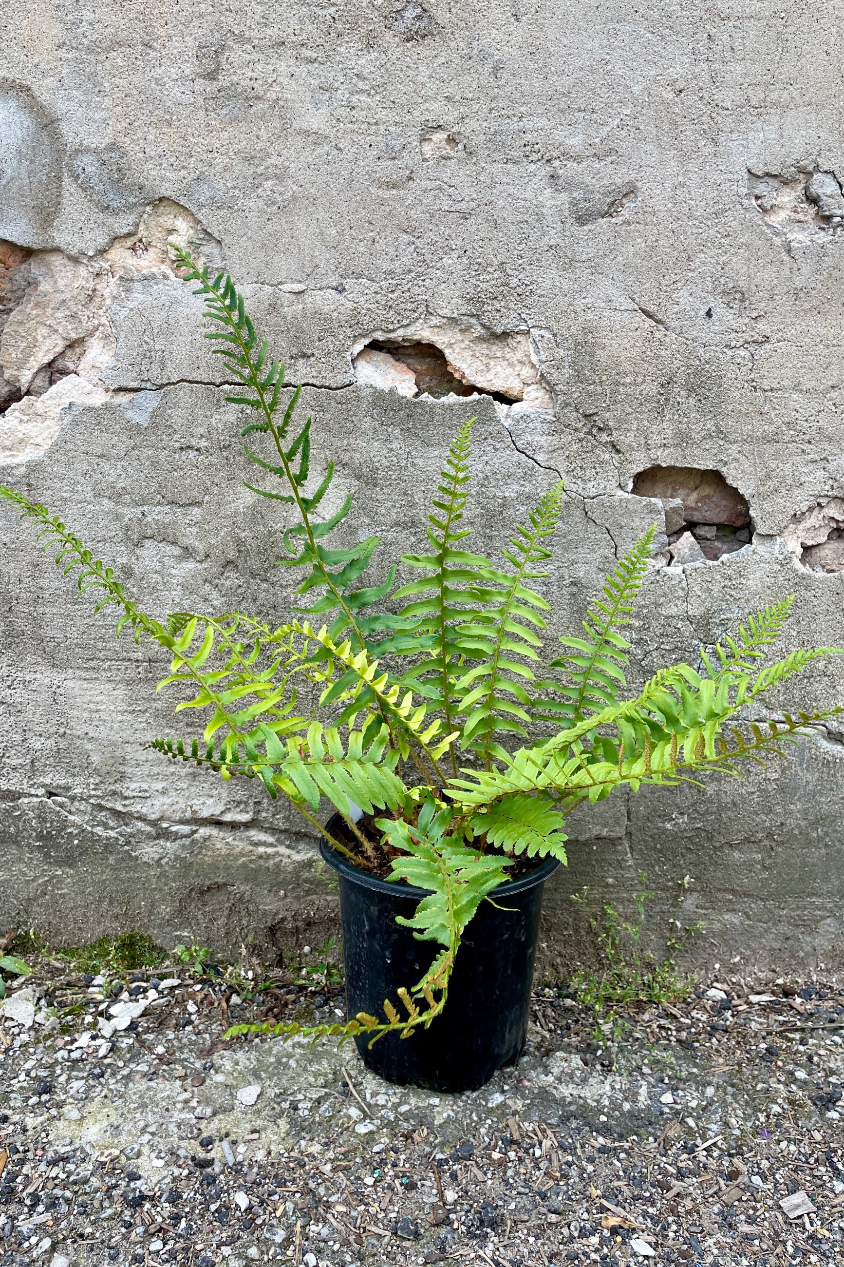Polystichum acrostichoides in a #1 growers pot the end of May with its from stretching far away from the container. ©Sprout Home