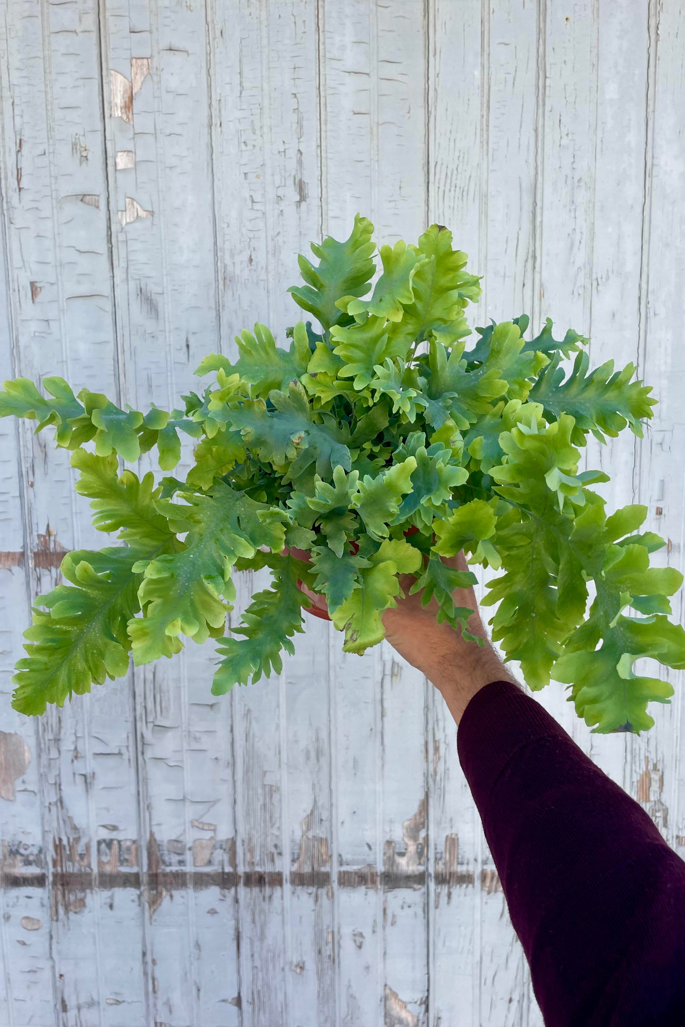 Photo of a hand holding a fern with undulating blue-green leaves against a gray wall. Polypodium 'Davana'