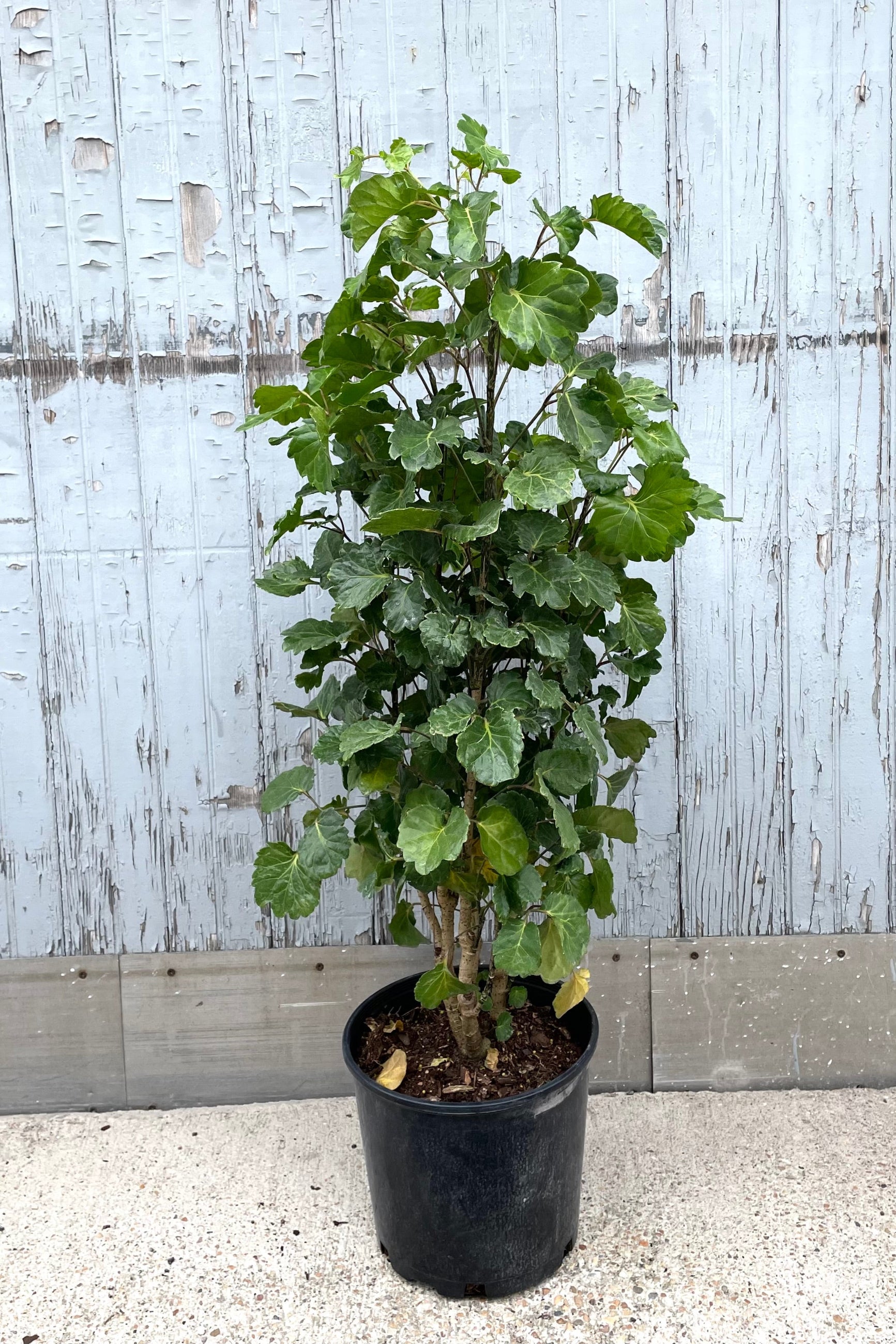 A full view of Polyscias balfouriana 'Lemon Lime' 10" in gallon pot against wooden backdrop ©Sprout Home