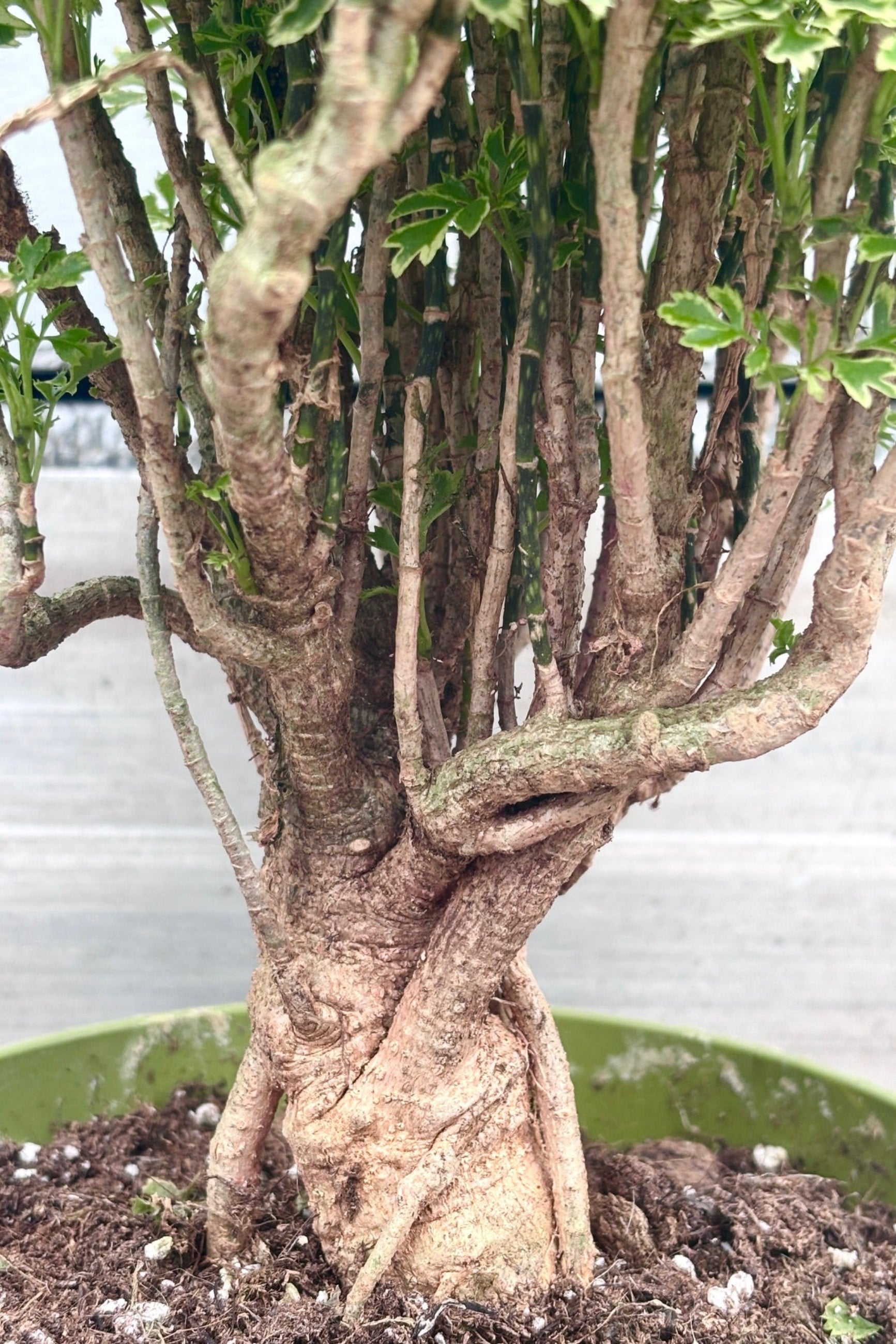 Close up of trunk on Polyscias fruticosa "Gold Ming Aralia" against a grey wall ©Sprout Home