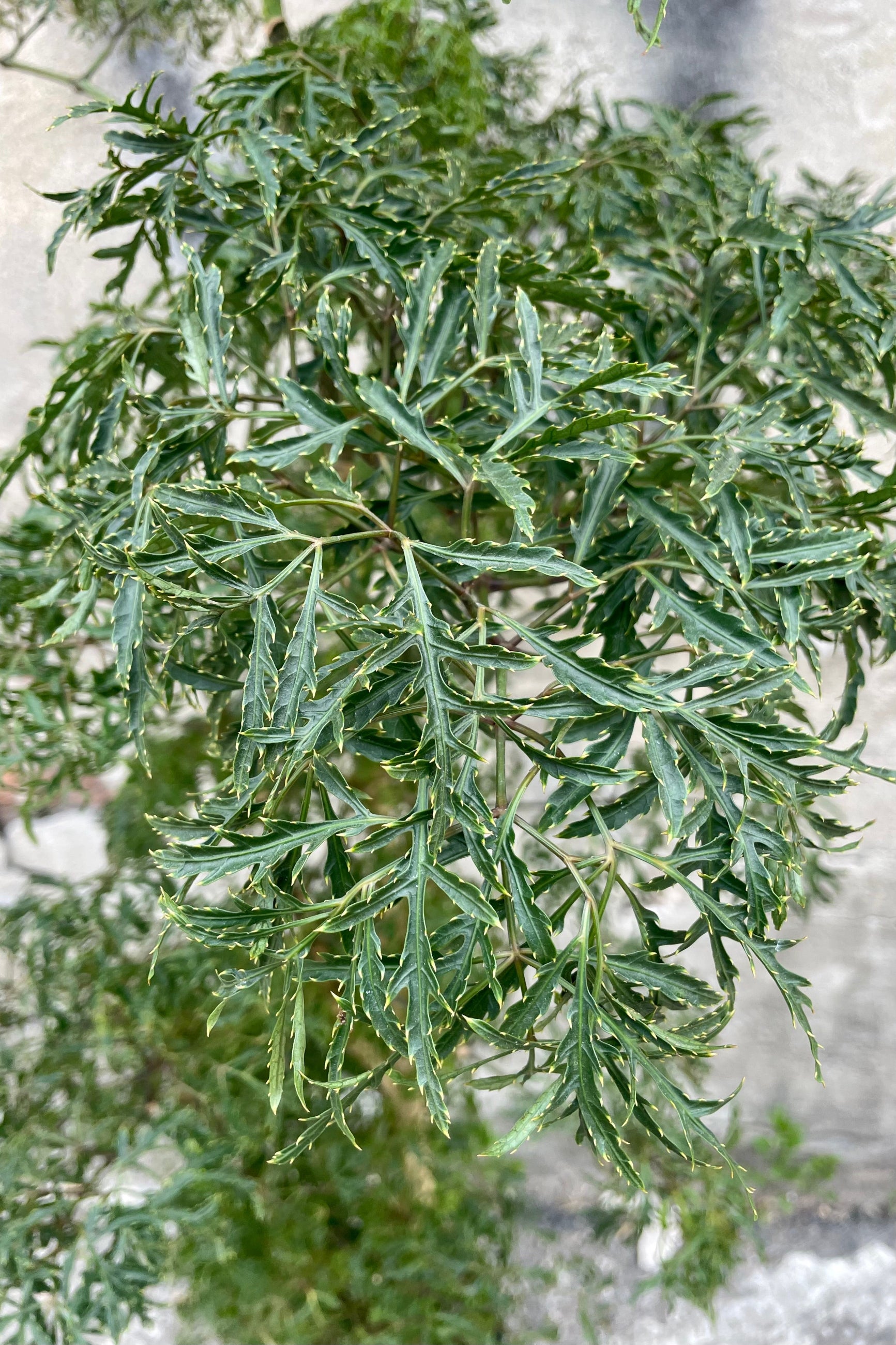 A detail picture of the serrated and ruffled leaves of the Polyscias fruticosa ©Sprout Home