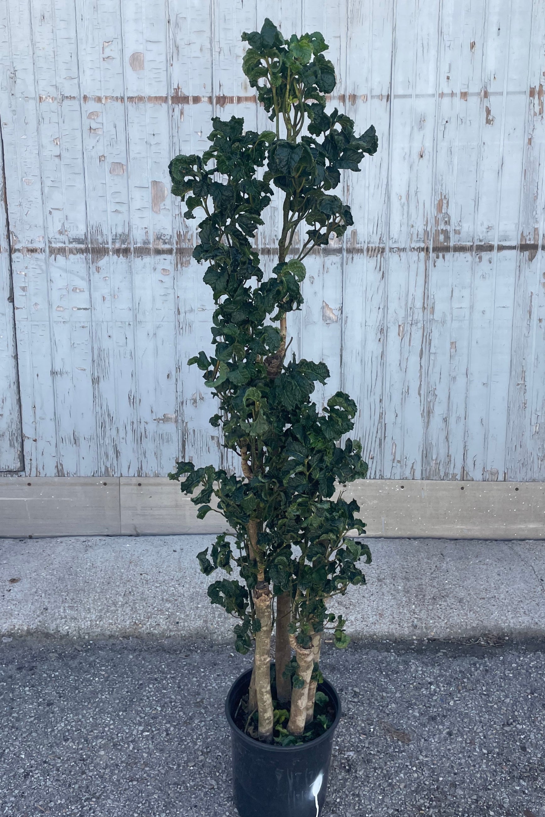 Photo of a tall narrow plant with thick stems and textural dark green foliage. It is in a black pot and shown in front of a gray wall. The plant is Polyscias Aralia guilfoylei. ©Sprout Home