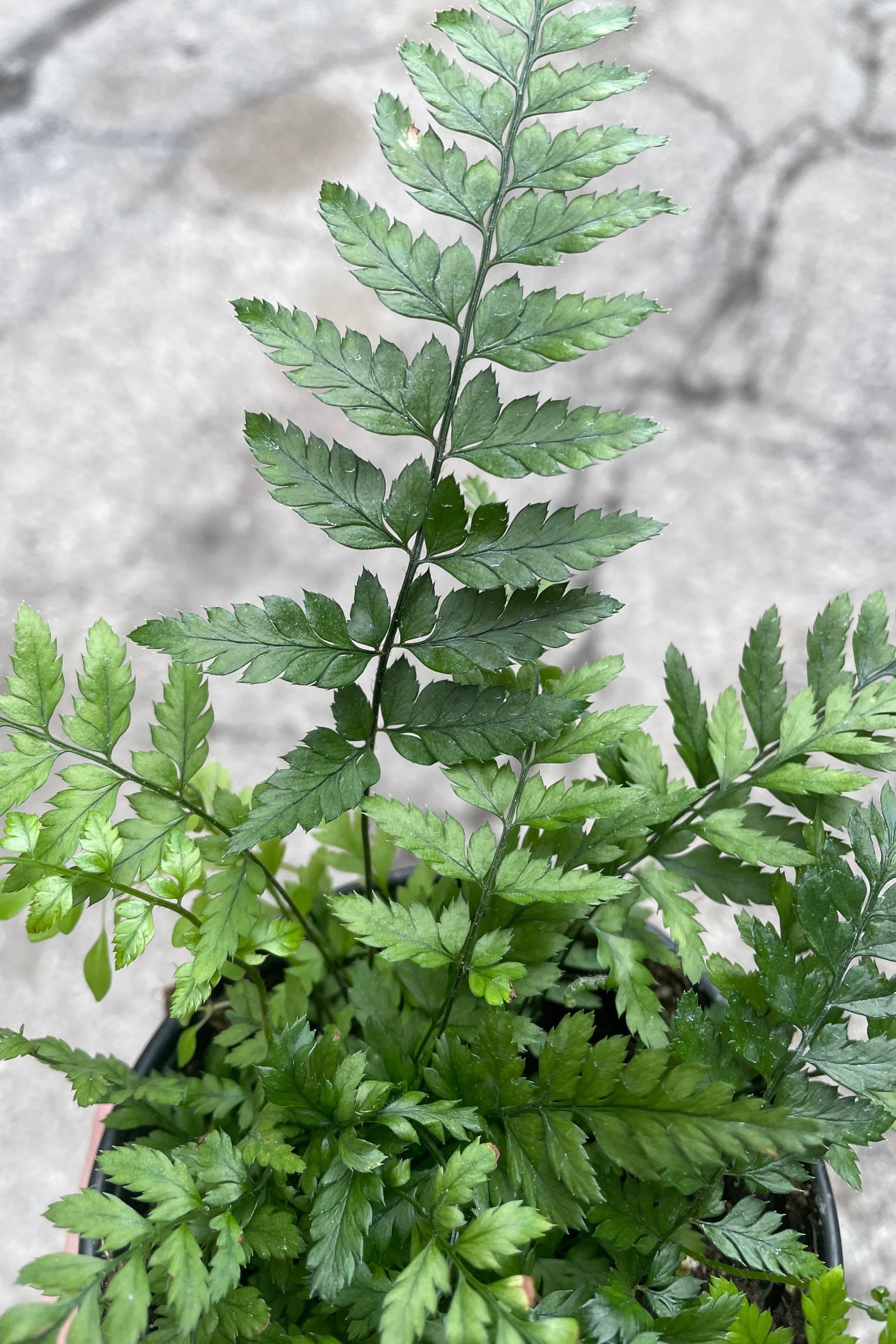 A detailed view of Polystichum tsus-simense "Korean Rock" 4" against concrete backdrop ©Sprout Home