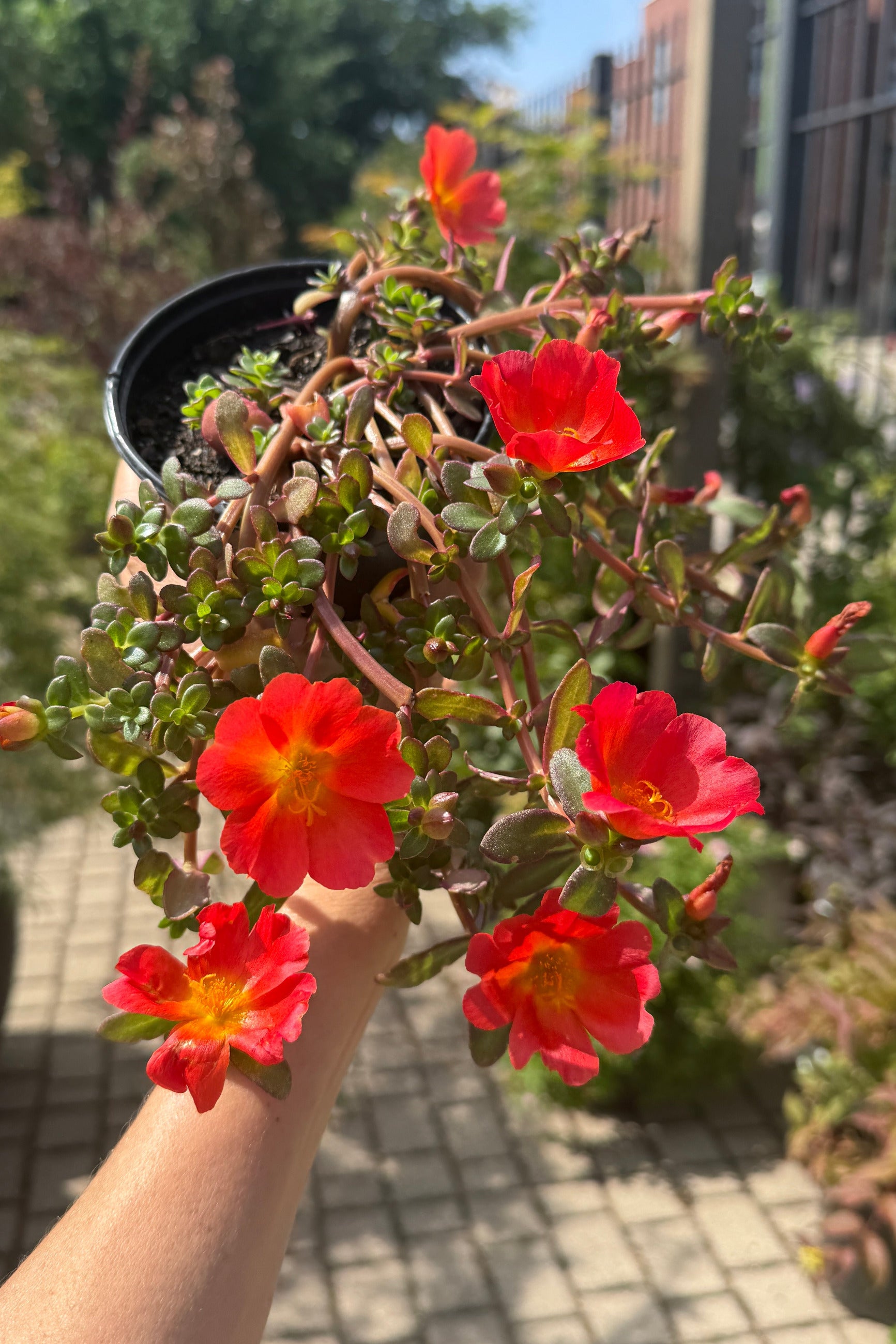 Potted Portulaca plant with bright red flowers held by a person outdoors the middle of June ©Sprout Home