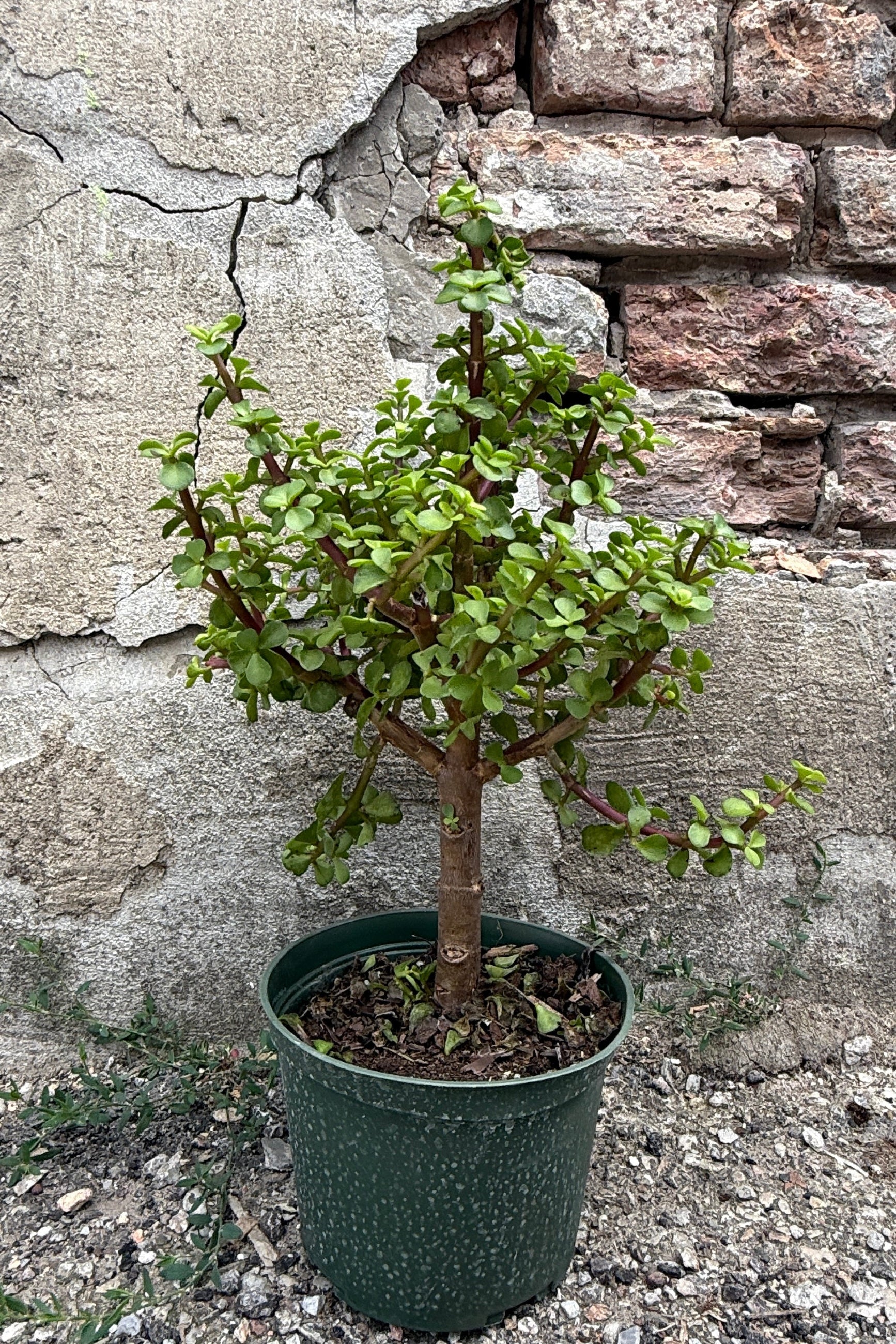 A potted Portulacaria afra 6" plant with green leaves and a brown trunk, planted in a speckled dark green pot, set against a rustic stone wall background. ©Sprout Home