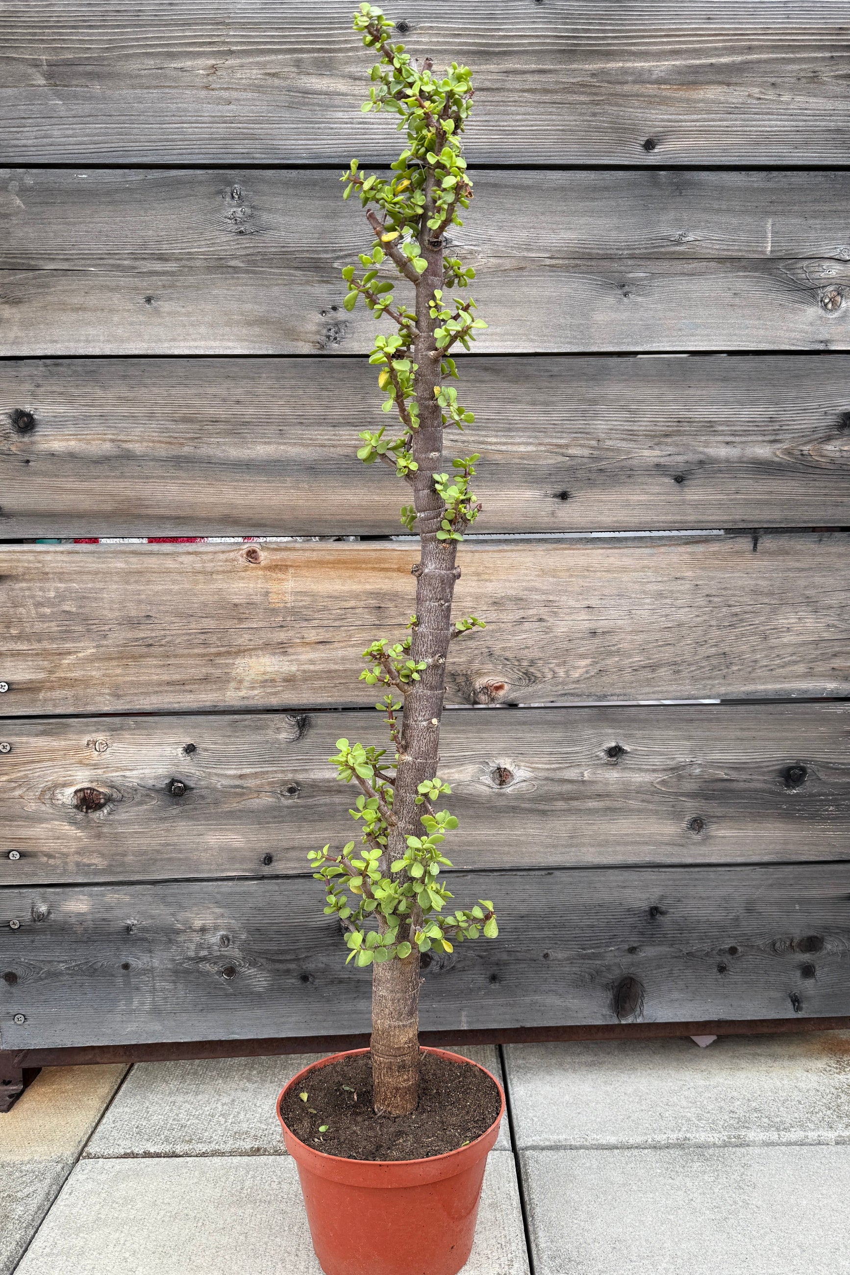 Portulacaria afra 8" stump form ©Sprout Home
