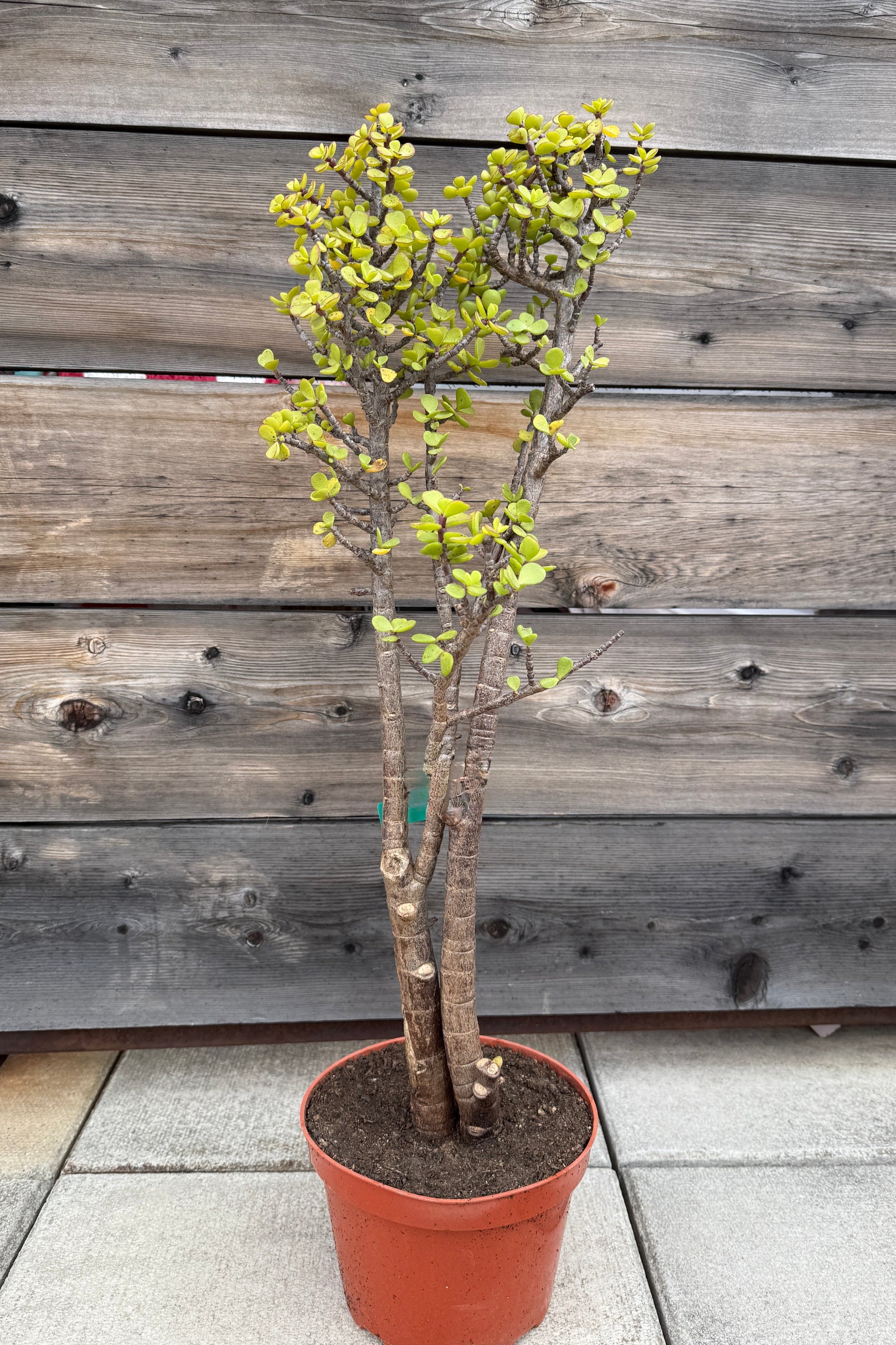 Portulacaria afra 8" stump form ©Sprout Home