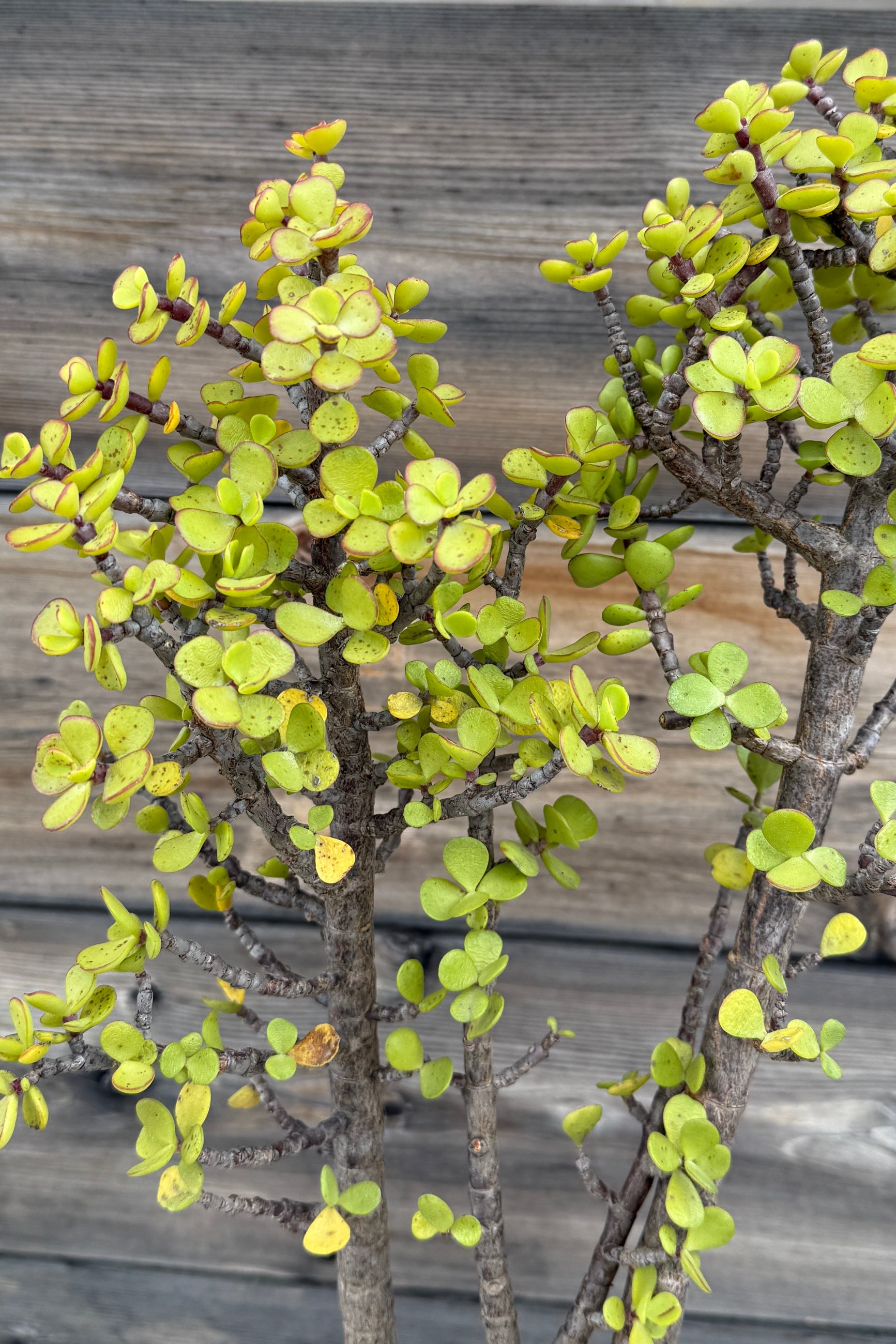 Portulacaria afra thick green leaves and branches up close ©Sprout Home