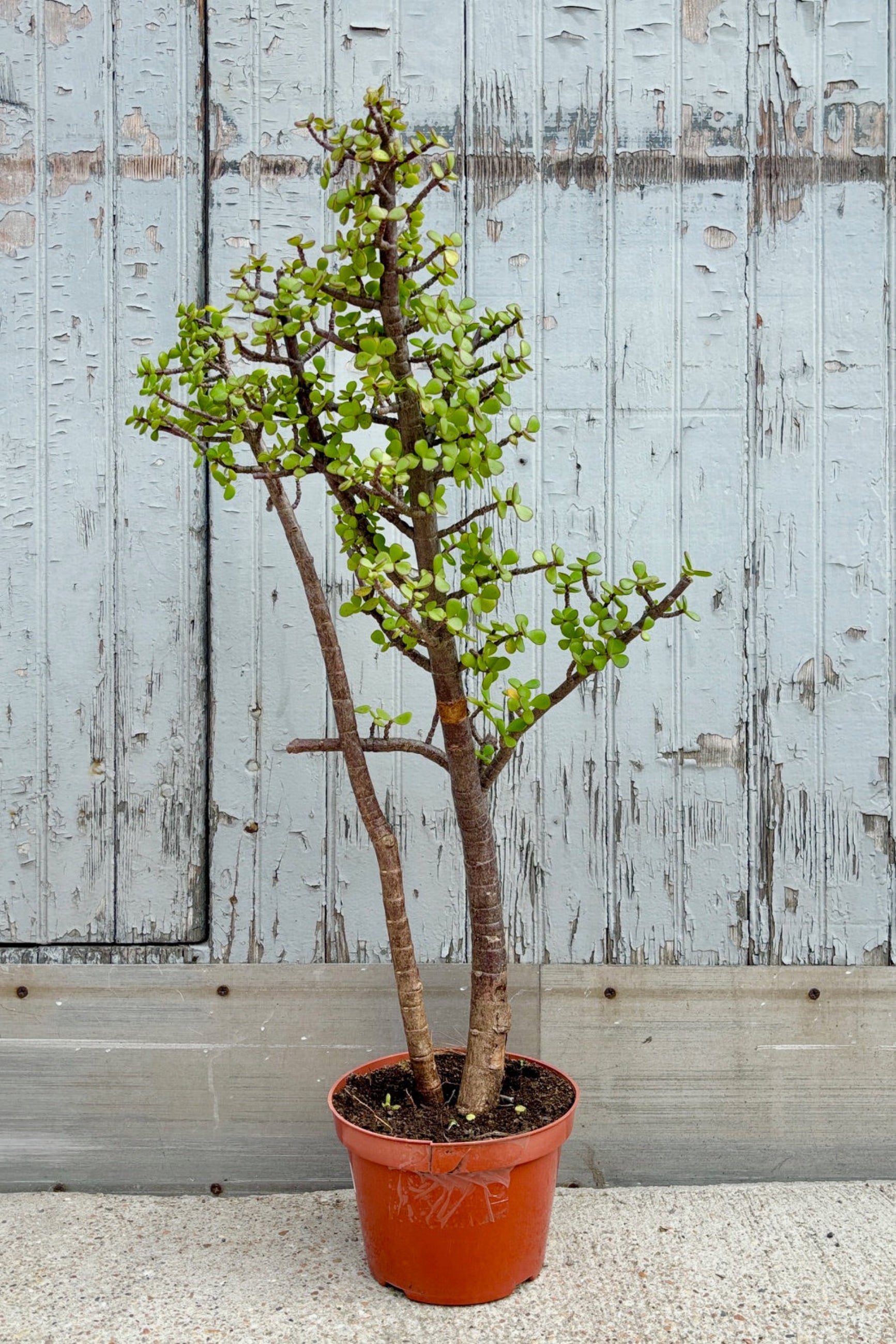 Front view of Portulacaria Afra stump form standard displayed against a grey wall ©Sprout Home