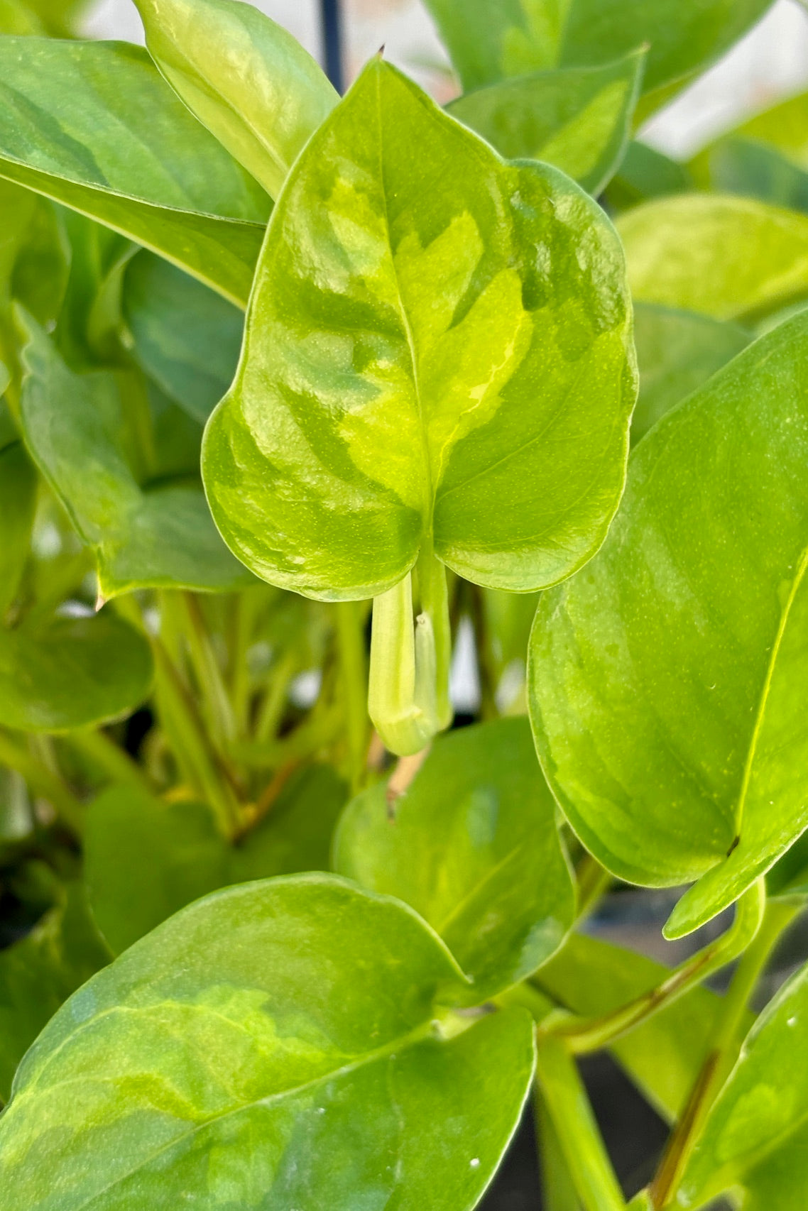 Detail of vining plant with dark green leaves and light green variegation ©Sprout Home