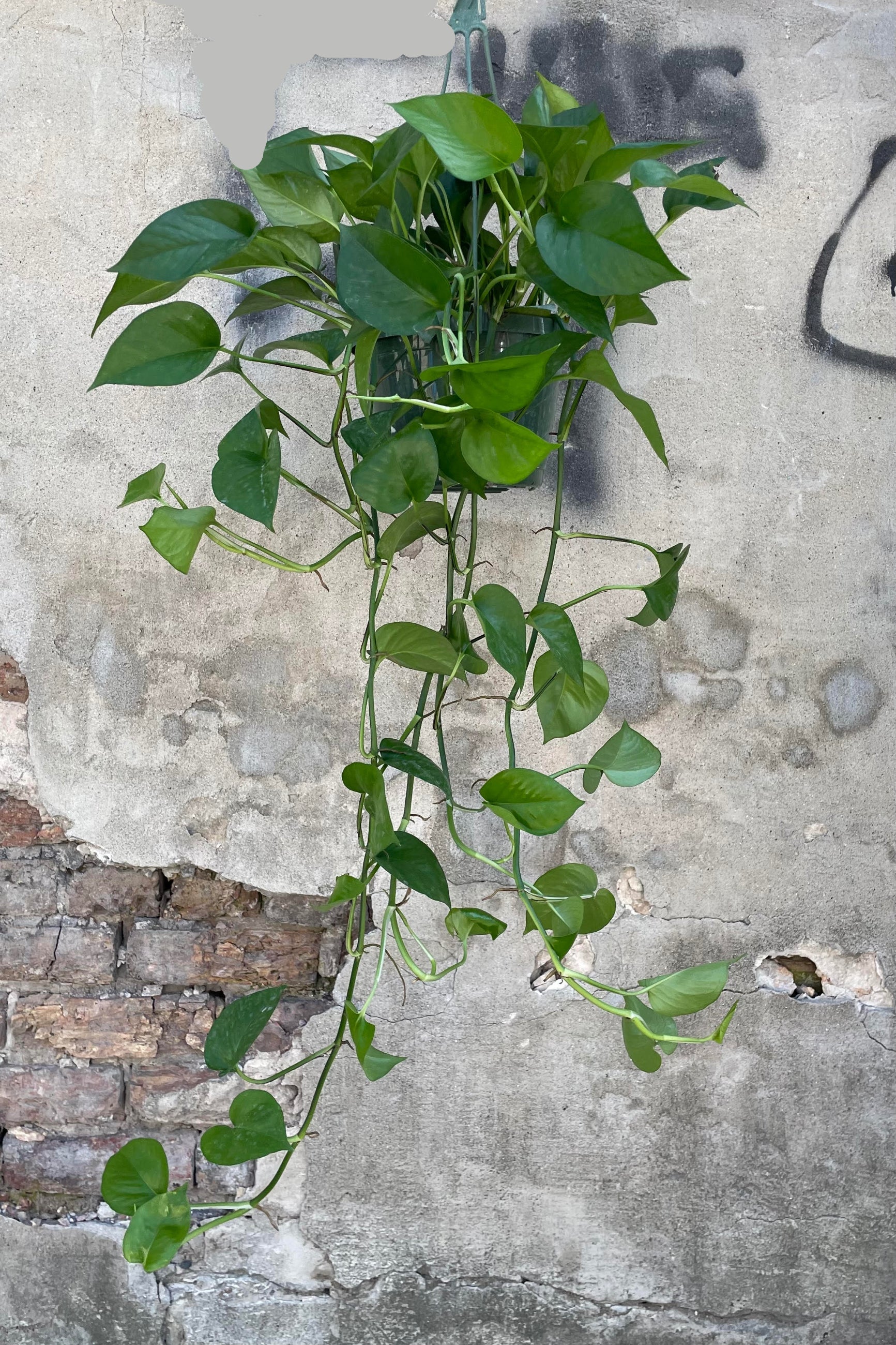 Photo of Epipremnum aureum 'Jade' Pothos plant's green leaves and vines against a cement wall. ©Sprout Home