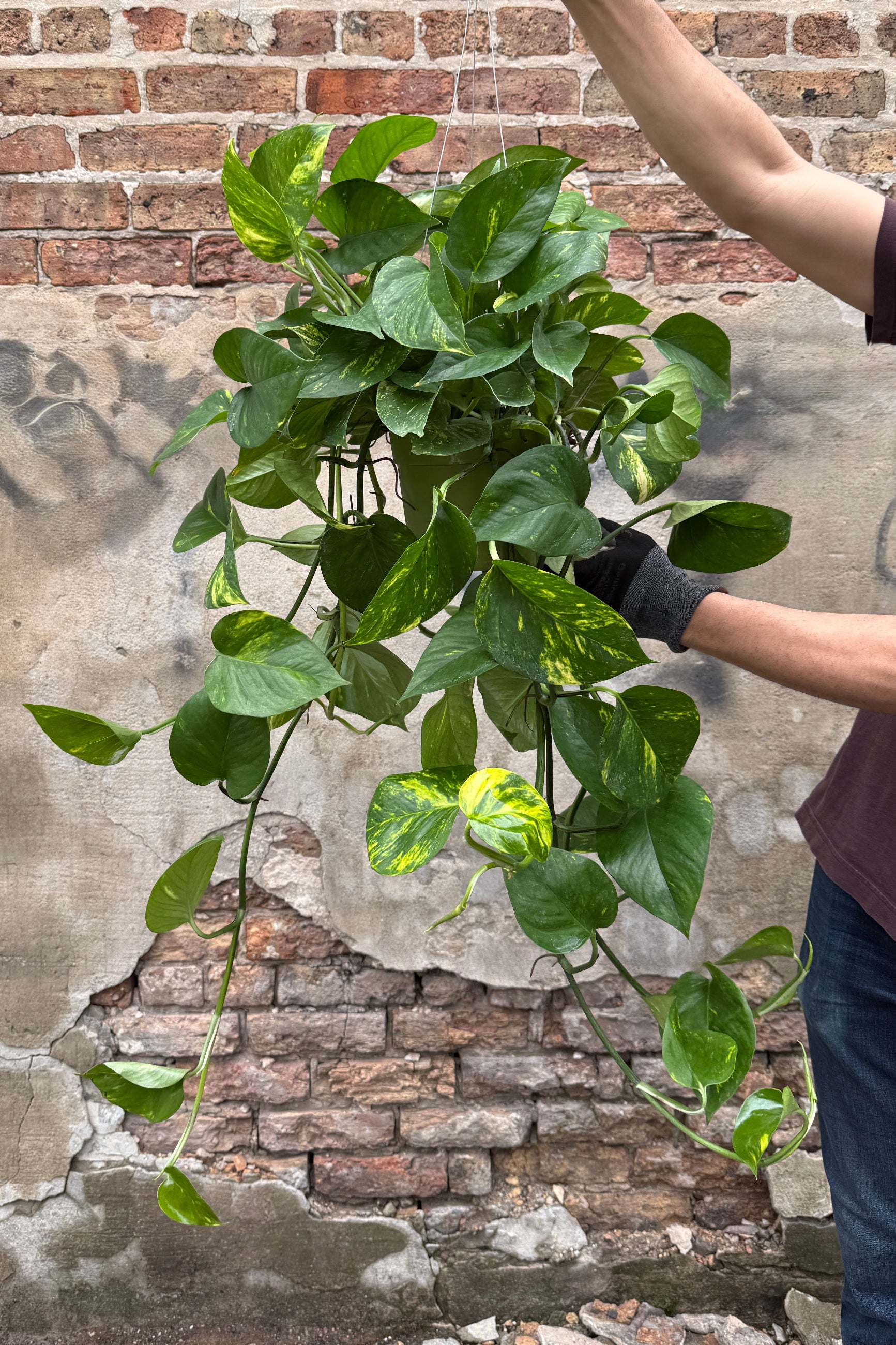 Person holding a Epipremnum aureum 'Patricio' plant in a 6" growers pot against a textured brick wall. ©Sprout Home