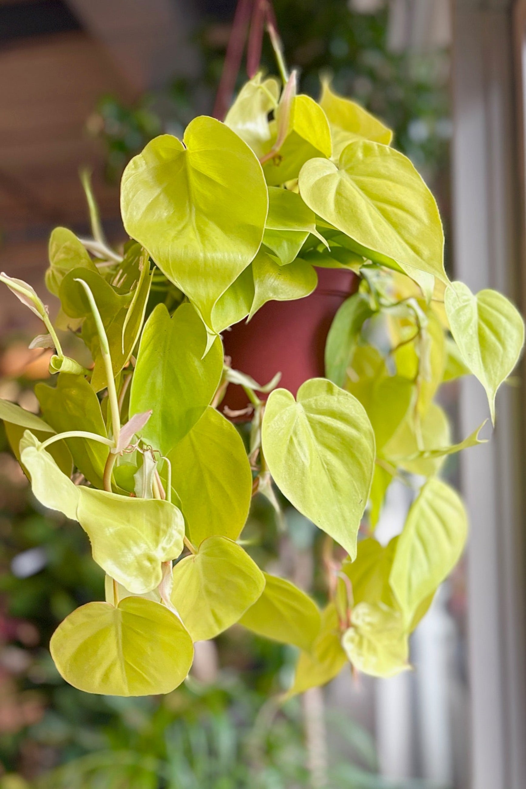 Epipremnum aureum 'Patricio' in a hanging basket ©Sprout Home