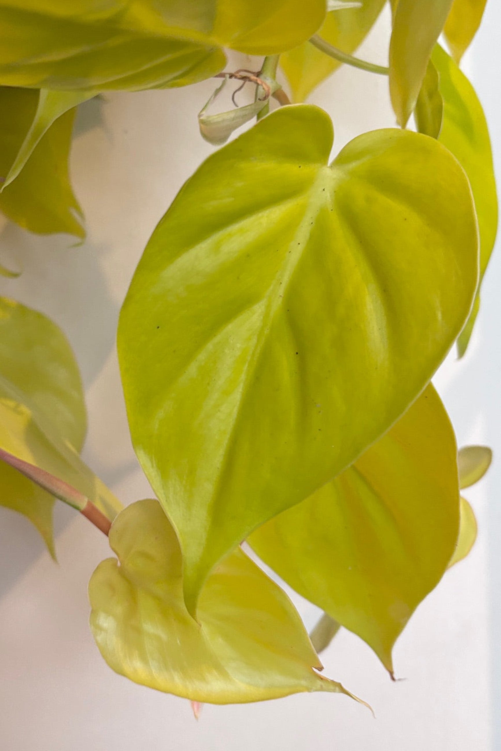 Close up of Epipremnum aureum 'Patricio' in a hanging basket ©Sprout Home