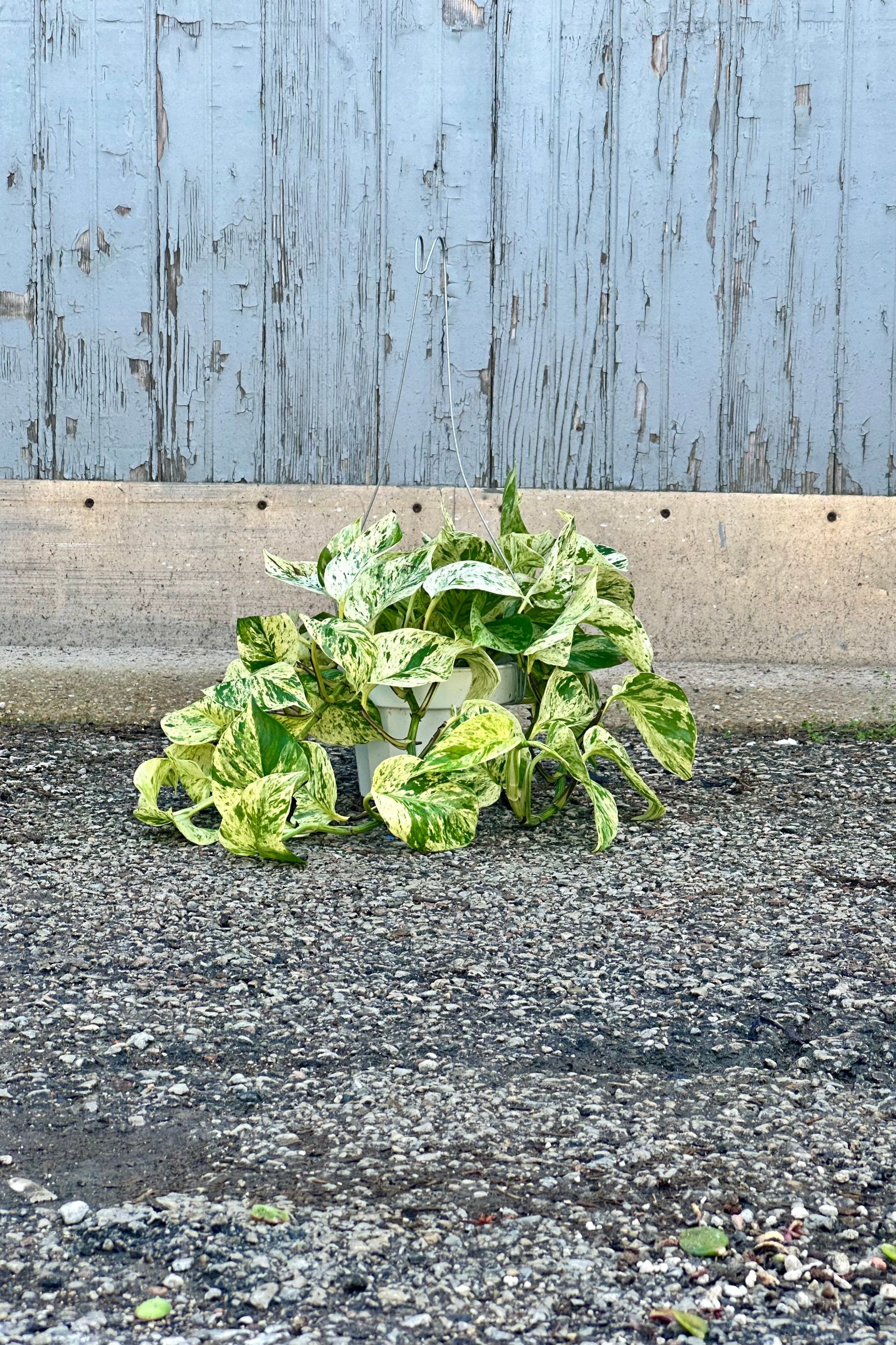 Epipremnum 'Snow Queen' in a 6" growers pot laying on the concrete ground. ©Sprout Home