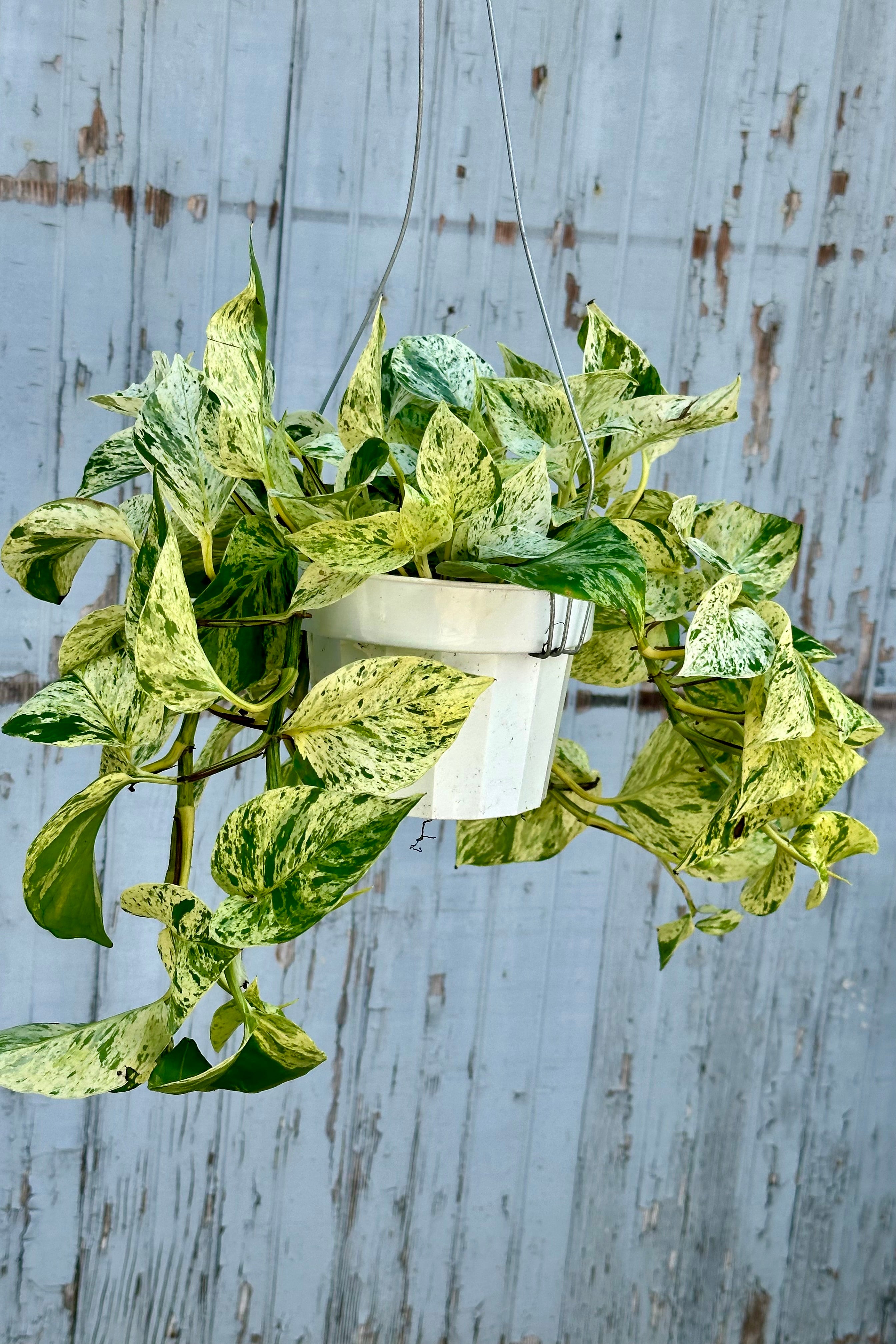 'Snow Queen' hanging Epipremnum with its cream white and green leaves at Sprout Home.