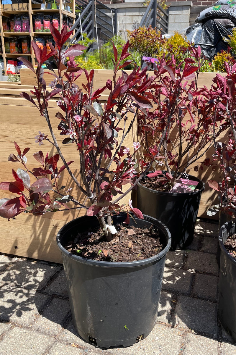 Prunus cistena showing off its burgundy leaves at the end of bloom the beginning of May at Sprout Home.