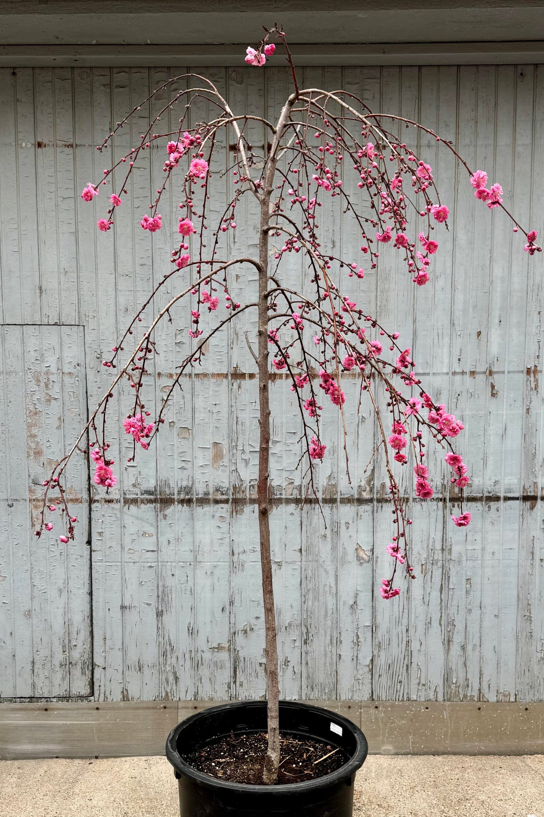 A Prunus 'Crimson Cascade' in mid April with its weeping branches and coral pink flowers in front of gray wall ©Sprout Home