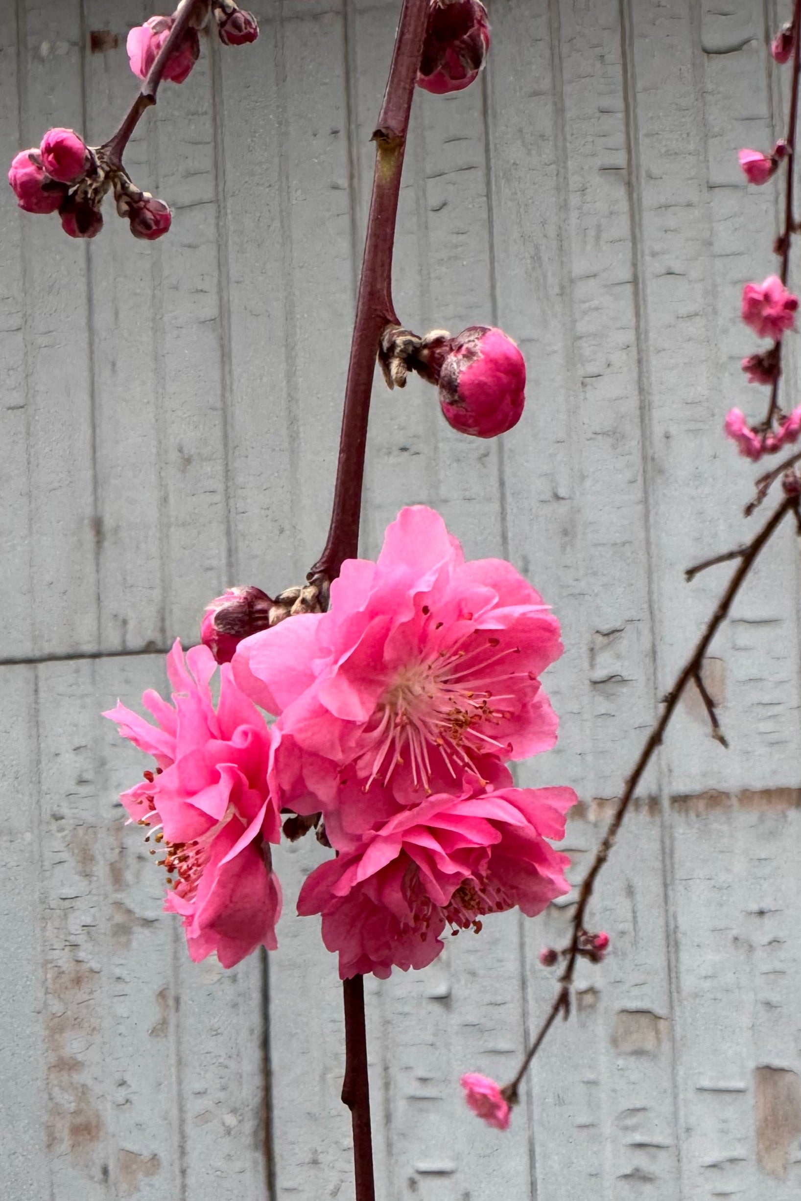 A close photo of the bright coral pink flower of Prunus Crimson Cascade in mid April in front of a gray wall. ©Sprout Home
