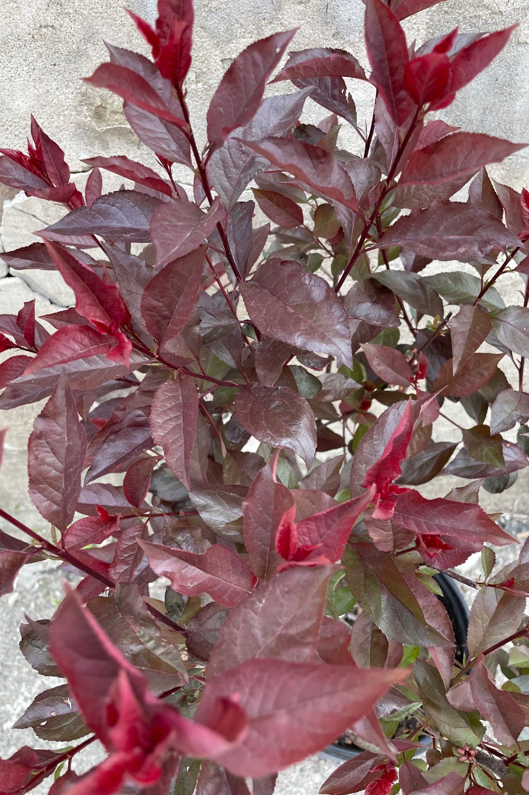 The burgundy ovate and lance shaped leaves of the Prunus cistena mid May ©Sprout Home