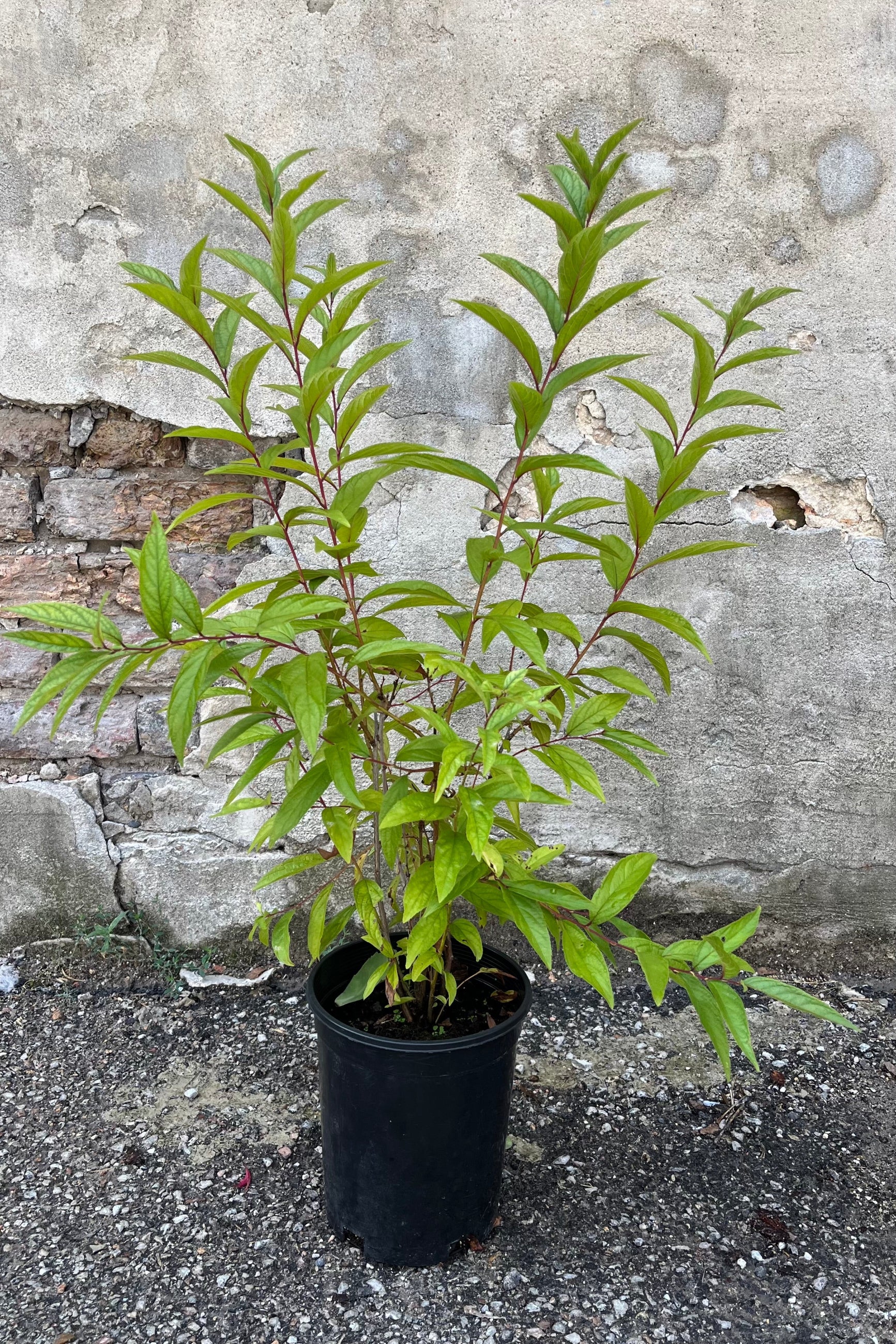 Prunus 'Rosea Plena' in a growers pot, mid-summer, end of July after it's bloom cycle has completed, showing lovely bright green leaves ©Sprout Home