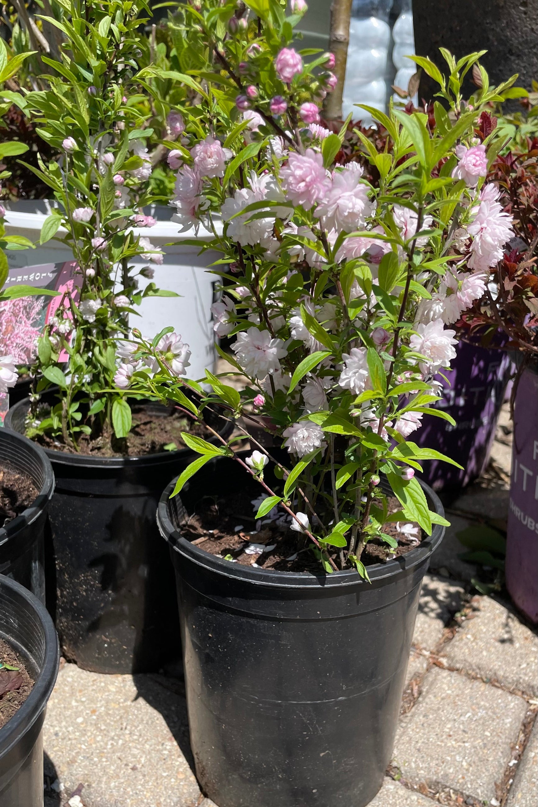 Prunus 'Rosea Plena' in a #1 pot the very beginning of May towards the end of its bloom cycle with light pink fluffy flowers. ©Sprout Home
