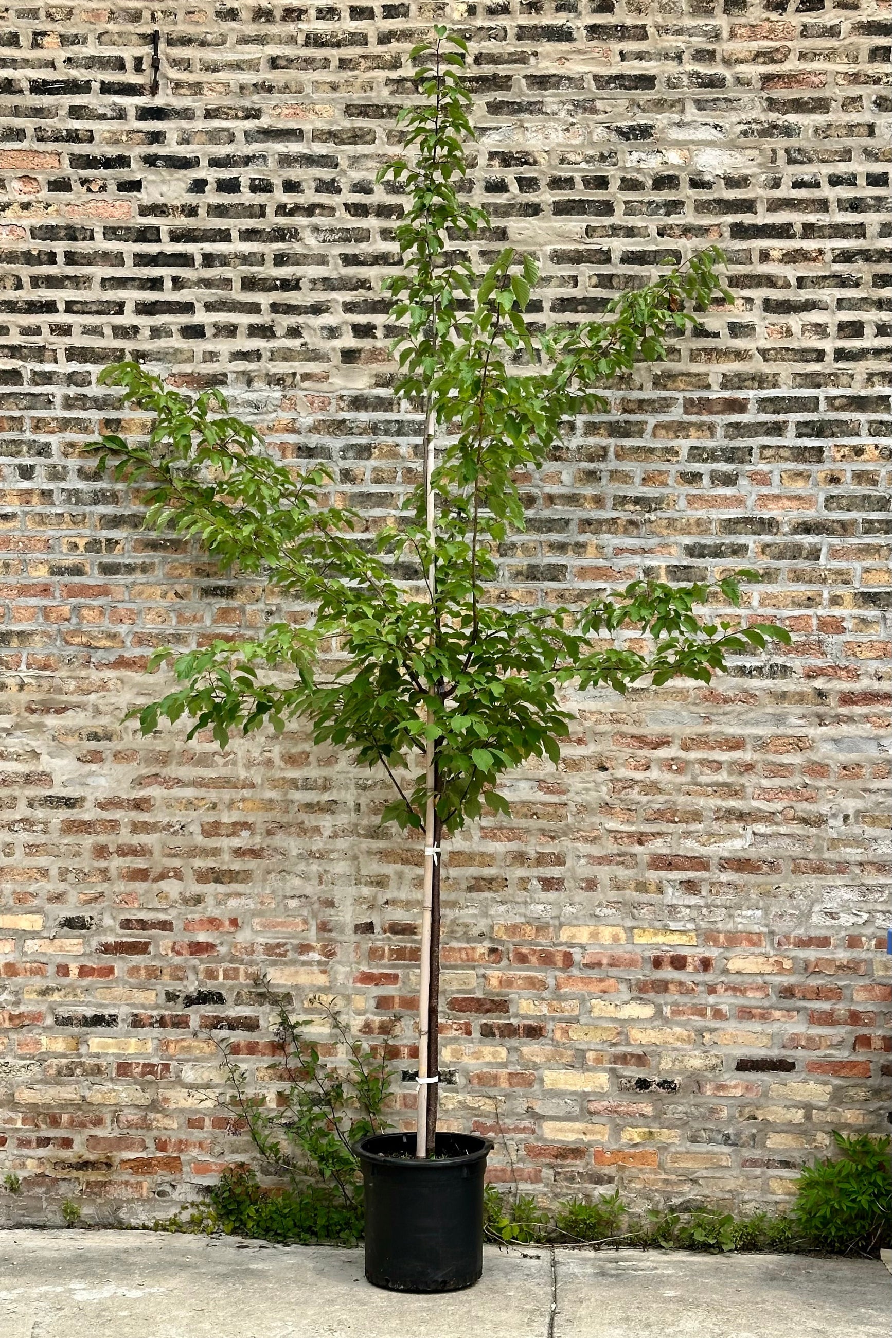 Prunus 'Spring Wonder' the beginning of June with it green leaves and in a #10 growers pot against a brick wall. ©Sprout Home