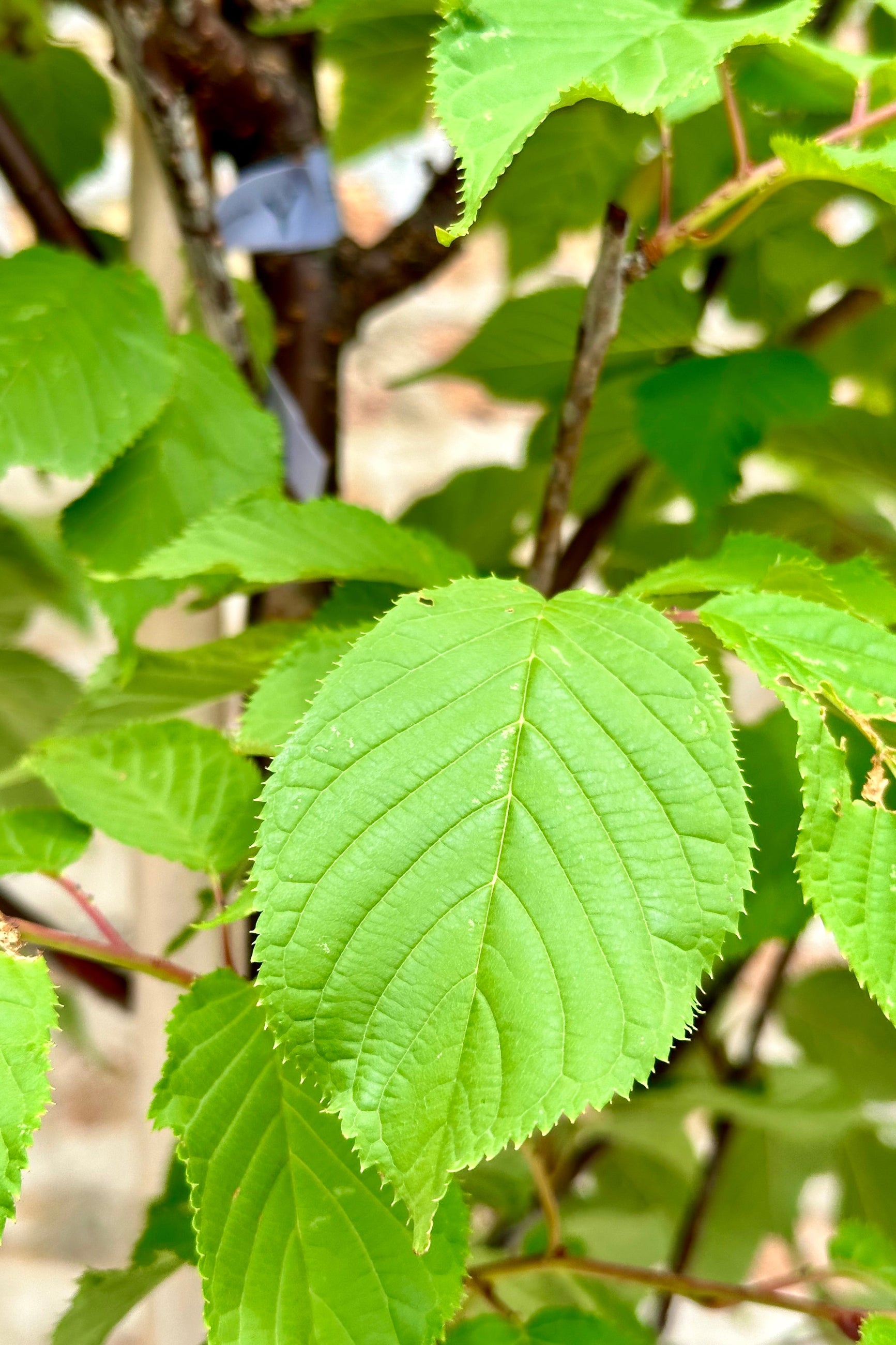 Prunus 'Spring Wonder' green leaf detail image the beginning of June ©Sprout Home