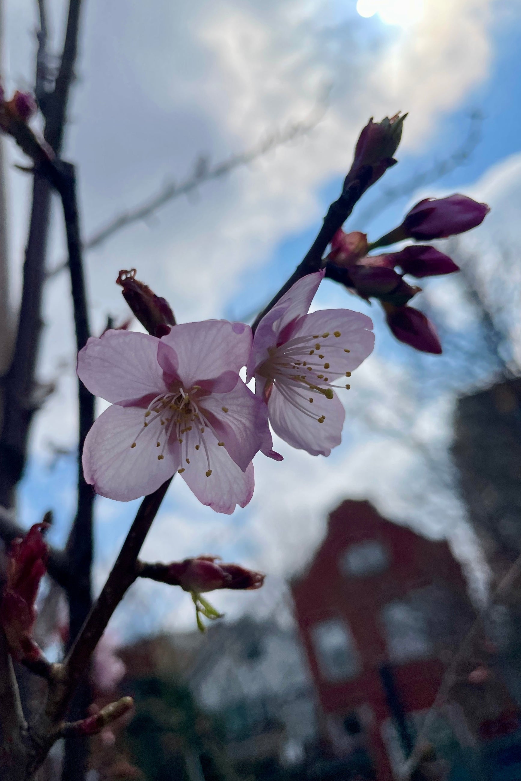 The sweet light pink flowers of the Prunus 'Spring Wonder' the first day of April in the Sprout Home yard. ©Sprout Home