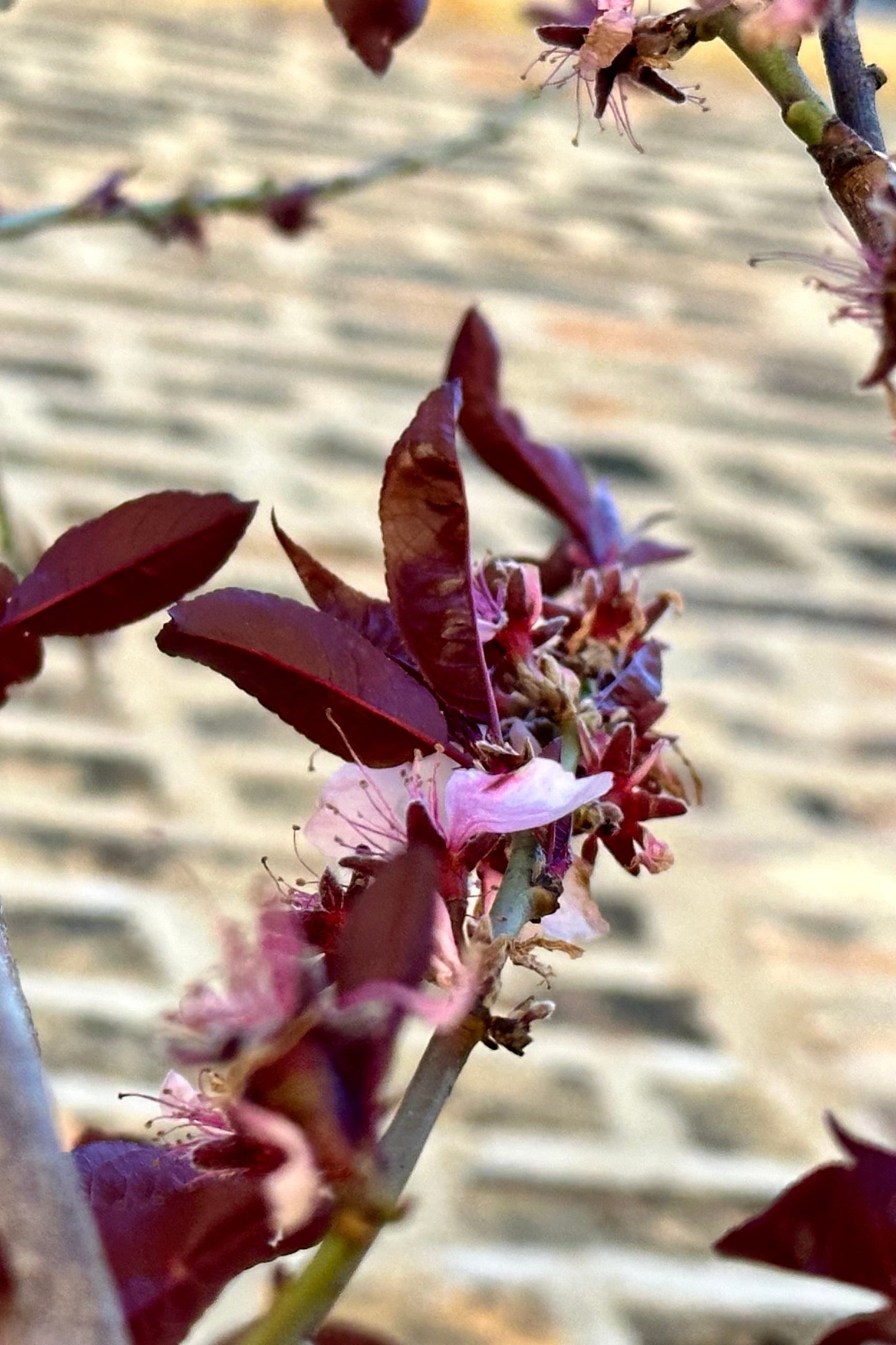 Pink flower and burgundy spring leaves on the Prunus 'Corinthian Rose' tree the end of April. ©Sprout Home