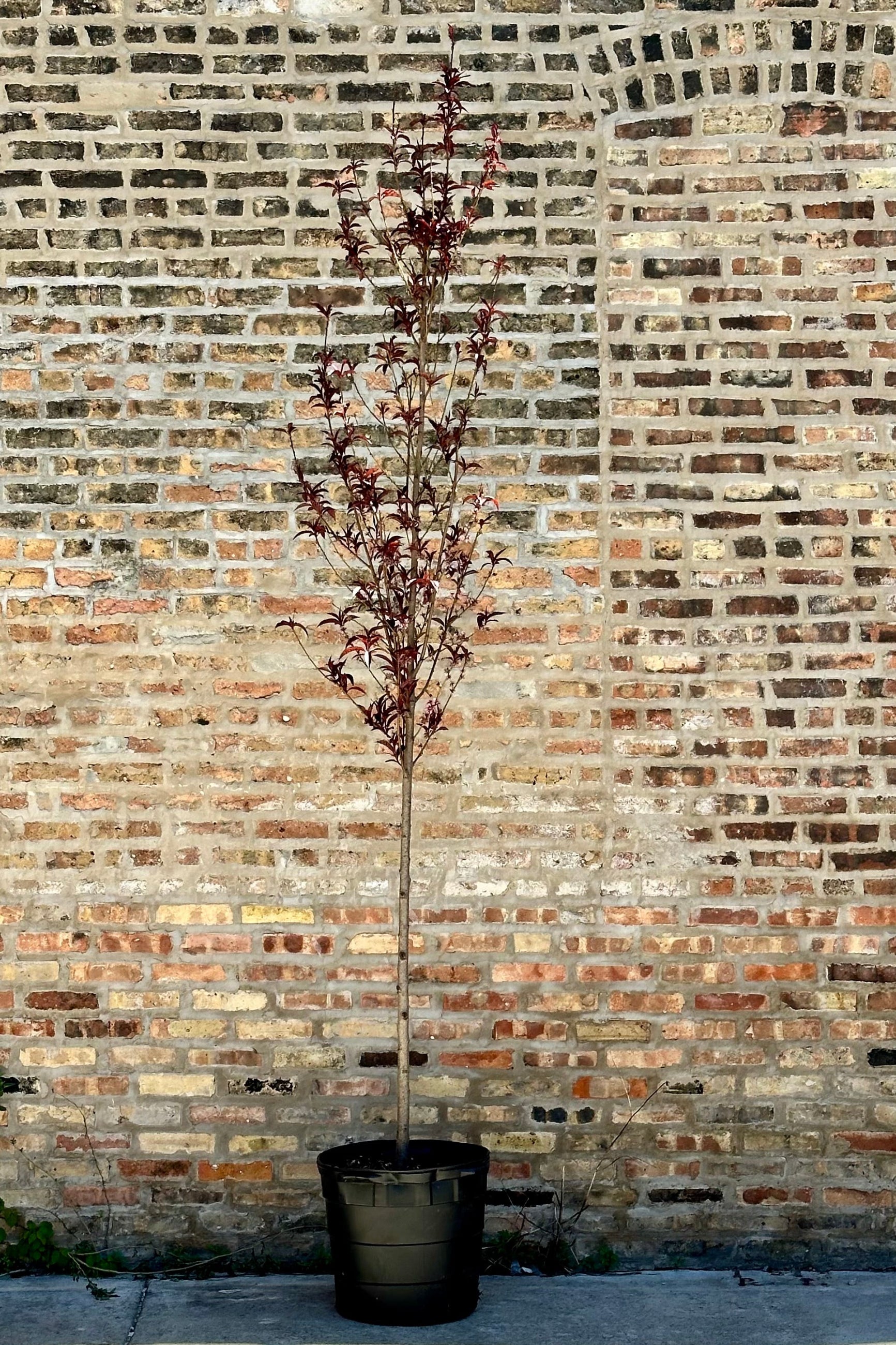 Prunus 'Corinthian Rose' with fresh new leaves the end of April in a #10 growers pot at Sprout Home. ©Sprout Home