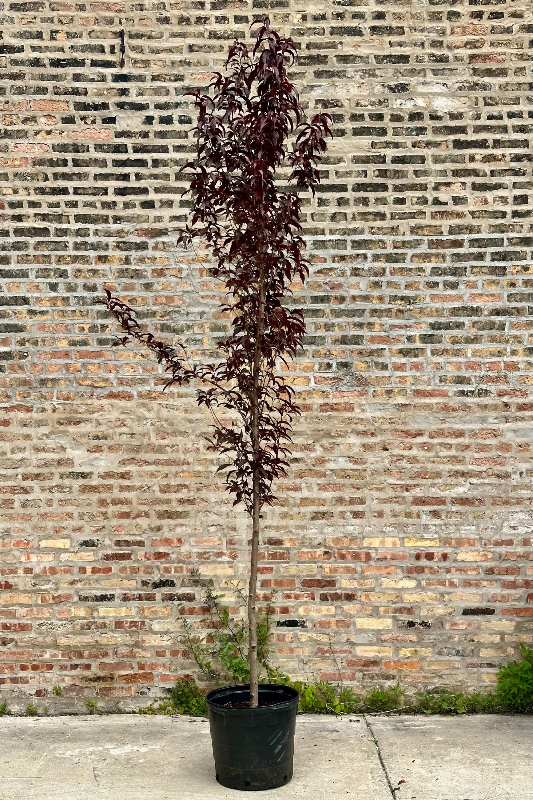 Prunus 'Corinthian Rose' in a #10 growers pot the beginning of June with its rich burgundy leaves. ©Sprout Home