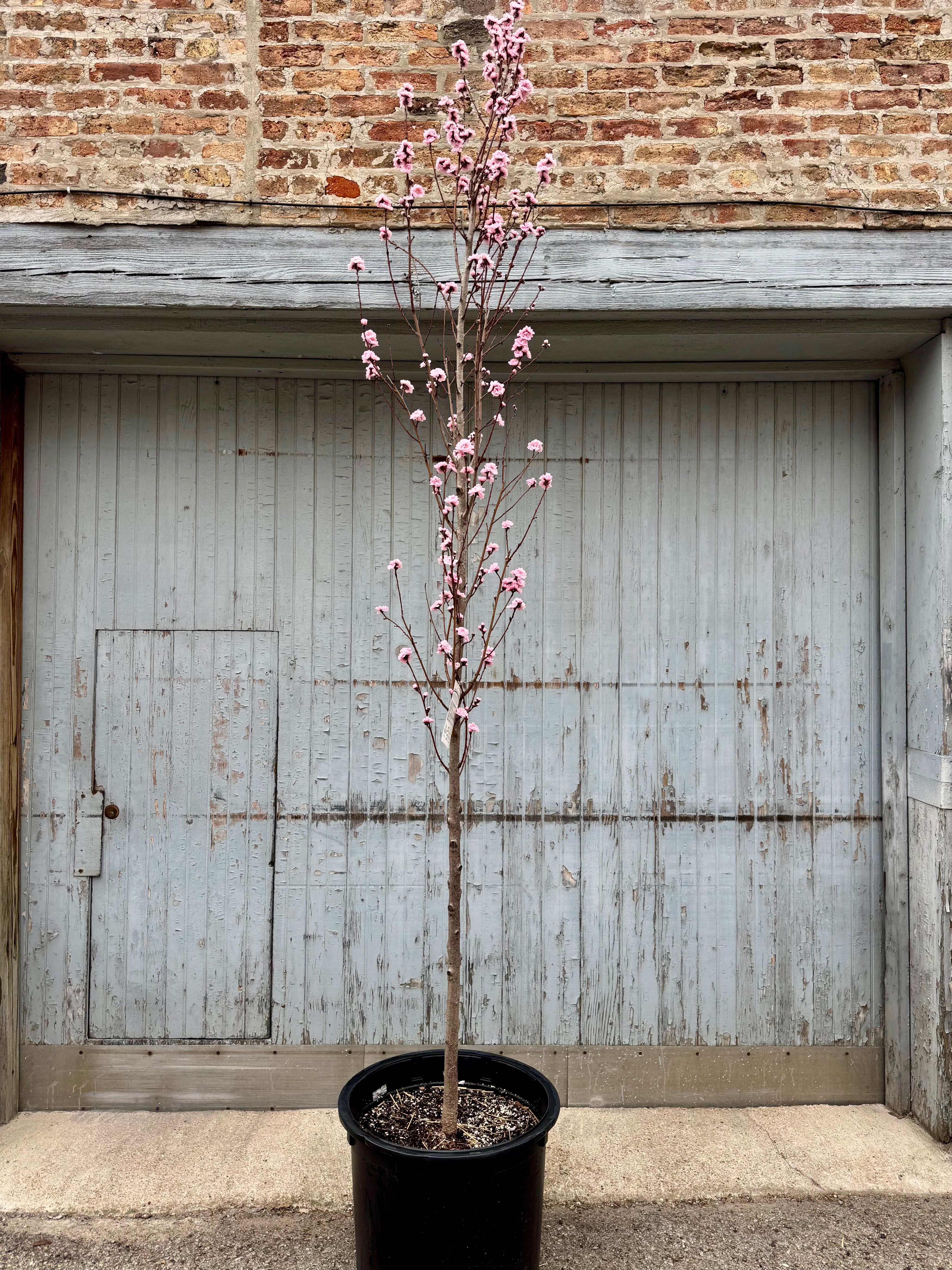 Prunus p 'Corinthian Rose' #10