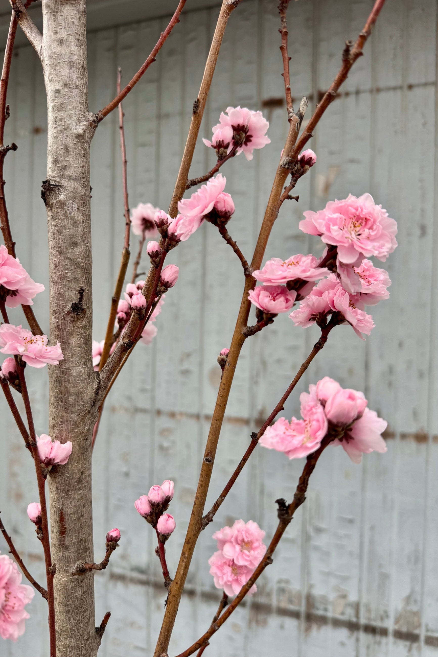 Close photo of multi-petaled pink flowers on branches in front of a gray wall. Prunus tree ©Sprout Home