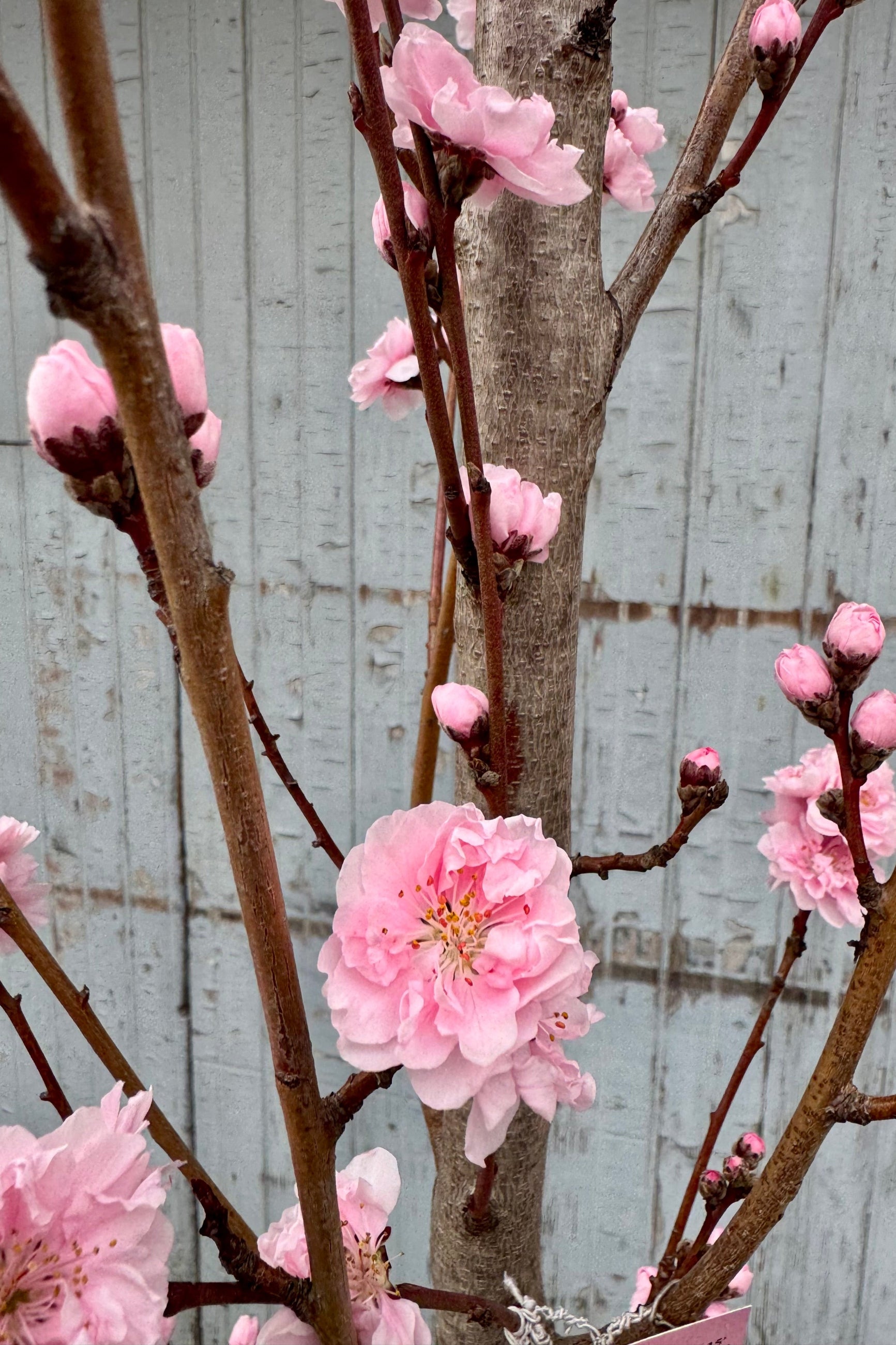 Close photo of multi-petaled pink flowers on branches in front of a gray wall. Prunus tree ©Sprout Home