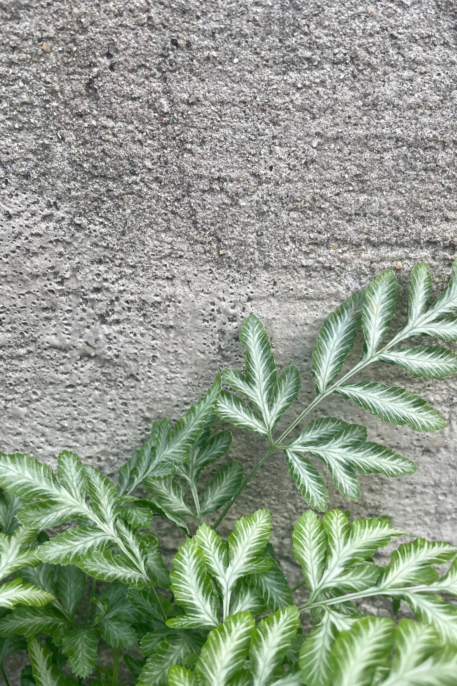 A detailed look at the Pteris ensiformis fern leaves against a cement wall. ©Sprout Home
