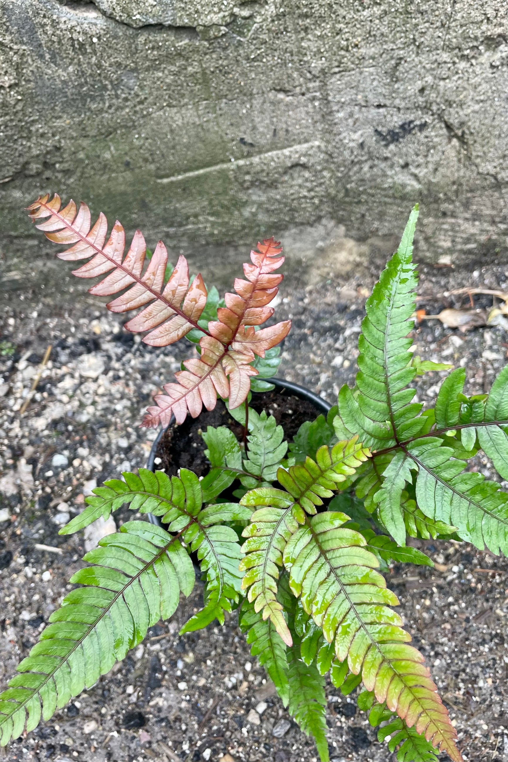 Fine green and golden foliage of the 'Tricolor' Pteris fern against a cement background. ©Sprout Home